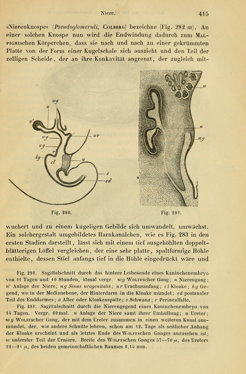 »Nierenknospe« (Pseudoglomeruli, Colberg) bezeichne (Fig. 282 m). An einer solchen Knospe nun wird die Endwindung dadurch zum Mal- lMGmschen Körperchen, dass sie nach und nach zu einer gekrümmten Platte von der Form einer Kugelschale sich auszieht und den Teil der zelligen Scheide, der an ihre Konkavität angrenzt, der zugleich mit- Fig. 280. Fig. 281. wuchert und zu einem kugeligen Gebilde sich umwandelt, umwächst. Ein solchergestalt umgebildetes Harnkanälchen, wie es Fig. 283 in den «rsten Stadien darstellt, lässt sich mit einem tief ausgehöhlten doppelt- blätterigen Löffel vergleichen, der eine sehr platte, spaltförmige Höhle enthielte, dessen Stiel anfangs tief in die Höhle eingedrückt wäre und Fig. 280. Sagittalschnitt durch das hintere Leibesende eines Kaninchenembryo -von 11 Tagen und 10 Stunden, 45mal vergr. wg WoLFFScher Gang; n Nierengang; n' Anlage der Niere; ug Sinus urogenitalis; ur Urachusanfang; cl Kloake; hg Ge- gend, wo in der Medianebene, der Hinterdarm in die Kloake mündet; ed postanaler Teil des Enddarmes; a After oder Kloakenspalte; s Schwanz ; r Perinealfalte. Fig. 281. Sagittalschnitt durch die Nierengegend eines Kaninchenembryo von 14 Tagen. Vergr. 60 mal. n Anlage der Niere samt ihrer Umhüllung; u Ureter; ■wg WoLFFScher Gang, der mit dem Ureter zusammen in einen weiteren Kanal aus- mündet, der, wie andere Schnitte lehren, schon am 12. Tage als seillicher Anhang der Kloake erscheint und als letztes Ende desWoLFFSchen Ganges anzusehen ist; w unterster Teil der Urniere. Breite des WoLFFSchen Ganges 57—70 /u, des Ureters 22—2-* fx, des beiden gemeinschaftlichen Raumes 0,14 mm.