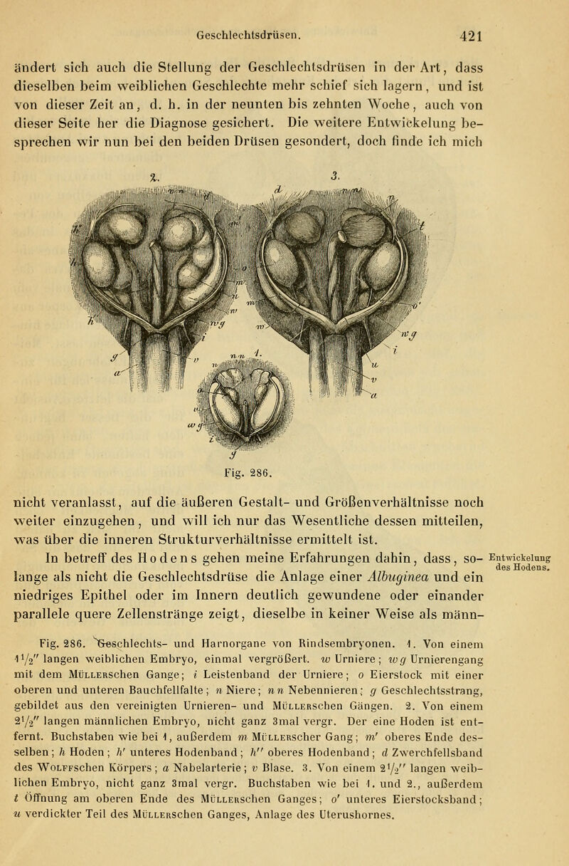 ändert sich auch die Stellung der Geschlechtsdrüsen in der Art, dass dieselben beim weiblichen Geschlechte mehr schief sich lagern, und ist von dieser Zeit an, d. h. in der neunten bis zehnten Woche, auch von dieser Seite her die Diagnose gesichert. Die weitere Entwicklung be- sprechen wir nun bei den beiden Drüsen gesondert, doch finde ich mich nicht veranlasst, auf die äußeren Gestalt- und Größenverhältnisse noch weiter einzugehen, und will ich nur das Wesentliche dessen mitteilen, was über die inneren Strukturverhältnisse ermittelt ist. In betreff des Hodens gehen meine Erfahrungen dahin, dass, so- Entwickelung , ,. 4 a des Hodens. lange als nicht die Geschlechtsdrüse die Anlage einer Albuginea und ein niedriges Epithel oder im Innern deutlich gewundene oder einander parallele quere Zellenstränge zeigt, dieselbe in keiner Weise als männ- Fig. 288. ^Geschlechts- und Harnorgane von Rindsembryonen. \. Von einem 1 x/i langen weiblichen Embryo, einmal vergrößert. wUrniere; lüg Urnierengang mit dem MüLLERSchen Gange; i Leistenband der Urniere; o Eierstock mit einer oberen und unteren Bauchfellfalte; n Niere; nn Nebennieren; g Geschlechtsstrang, gebildet aus den vereinigten Urnieren- und MüLLERSchen Gängen. 2. Von einem 2l/2 langen männlichen Embryo, nicht ganz 3mal vergr. Der eine Hoden ist ent- fernt. Buchstaben wie bei \, außerdem m MüLLERScher Gang; m' oberes Ende des- selben ; h Hoden ; h' unteres Hodenband ; h oberes Hodenband ; d Zwerchfellsband des WoLFFSchen Körpers; a Nabelarterie; v Blase. 3. Von einem ä1^ langen weib- lichen Embryo, nicht ganz 3mal vergr. Buchstaben wie bei I. und 2., außerdem t Öffnung am oberen Ende des MüLLERSchen Ganges; o' unteres Eierstocksband; u verdickter Teil des MüLLERSchen Ganges, Anlage des Uterushornes.