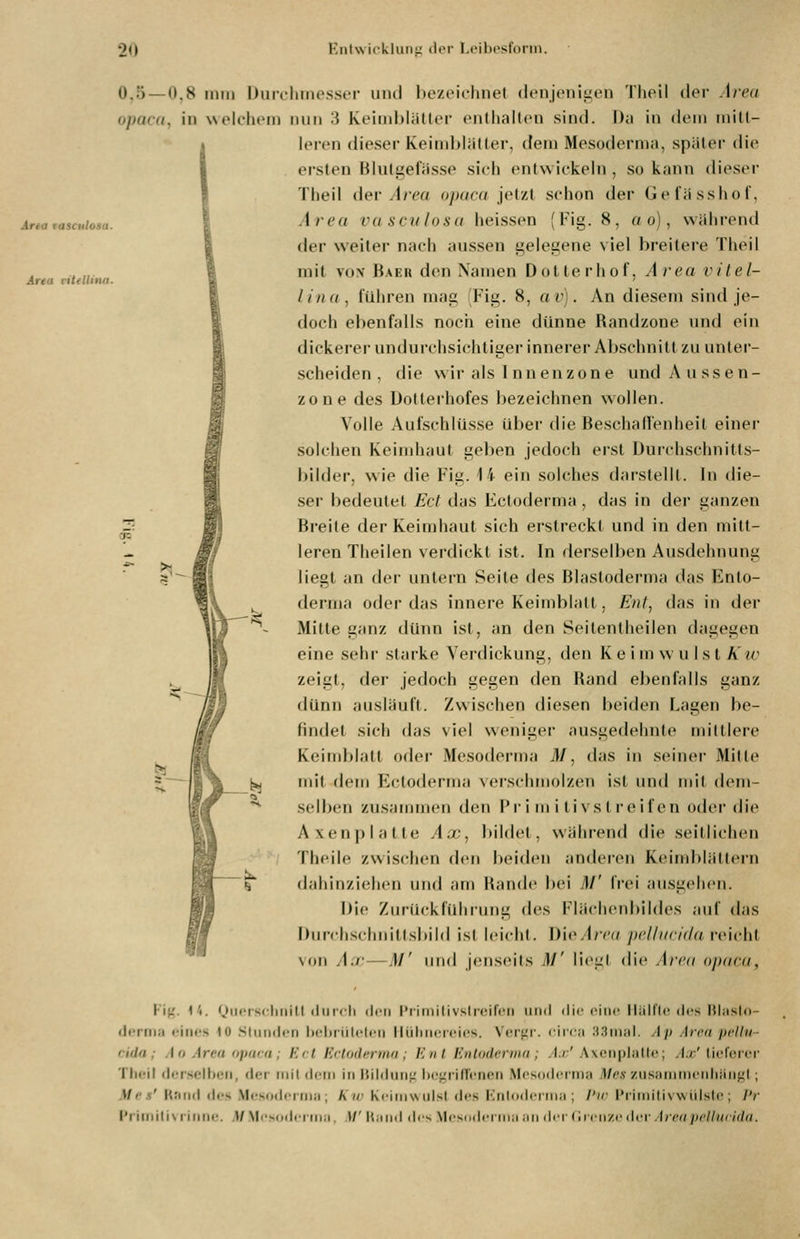 Ana tasculosa. Area ritdiitia. 0.5 — 0,8 iiiiii Diiicliiiipsser imd hezeirhnet (Iciijciiiizcn 'Jlieil der Area opacu, in welcliciii iiiiii :{ Kciiiildiillcr ciitliallcn sind. Da in dem initi- ieren dieser KeinibläUer, dem Mesoderma, später die ersten Blutgefässe sich entwickeln, so kann dieser Tlieil der Area opaca jetzt schon der Gefässhof, Area vasciilosu heissen (Fig. 8, a o), während der weiter nach aussen gelegene viel breitere Theil mit vo\ Baer den Namen Dotierhof, Area vitel- lina, führen mag (Fig. 8, av). An diesem sind je- doch ebenfalls noch eine dünne Randzone und ein dickerer undurchsichtiger innerer Abschnitt zu unter- scheiden , die wir als Innenzone undAussen- zone des Dotterhofes bezeichnen wollen. Volle Aufschlüsse über die Beschaffenheit einer solchen Keimhaut geben jedoch erst üurchschnitts- bilder, wie die Fig. 14 ein solches dai-stellt. In die- ser bedeutet Ect das Ectoderma , das in der ganzen Breite der Keimhaut sich erstreckt und in den mitt- leren Theilen verdickt ist. In derselben Ausdehnung liegt an der untern Seite des Blastoderma das Ento- dernia oder das innere Keimblatt, Ent, das in der Mitte ganz dünn ist, an den Seitenlheilen dagegen eine sehr starke Verdickung, den Keim w u\sl Kw zeigt, der jedoch gegen den Rand ebenfalls ganz dünn ausläuft. Zwischen diesen beiden Lagen be- findet sich das viel weniger ausgedehnte mittlere Keimblatt oder Mesoderma M, das in seiner Mille mit dem Ectoderma verschmolzen ist und mit dem- selben zusammen den l'r i m i ti vs t reif en oder die Axenp lalle Ax, bildet, während die seitlichen Tlicilf zwischen den l)eiden anderen Kcindilüllei-n (laliinziehcn und am Rande bei M' frei ausgehen. Die Zurückfuhrung des Flächenbildos aid das Durclisclmillsbild ist leicht. ])ioAr('(i jicl/iiriila i'eichl Noii /l.r — .1/' und jenseils M' lieg! di<' Ar('(( opaca, >^ 1 |9 Fi^. 14. Qiiorscliiiill (iiircli di'n l'iiniilivslrcifcii und die ciiie llälflc des llliislo- dfirma eines 10 .Slimdi-n l)ebrülelen llülirKiicies. Verf{r. eirea 33ni<d. Ap Area pcllii- cida; Ao Area opaca; Ecl Ectoderma; Eni Enlodermn; Ax' Axcnplatte; Ax' lieferer Theil (ier.selhcn, der mit dem in Bildung hei^riirenen Mesoderma Mes zusammerdiängt; Mes' Rand des Me.soderma; Kw Keimvsulsl des F'^nloderma ; l'w Piimitivwülste; l'r I'riniiliv rJnrir. ,V Mi-sodcrma, l/' U:iiid des Mcsndcrii in an df r (irciizc der' Area pclliuiilti.