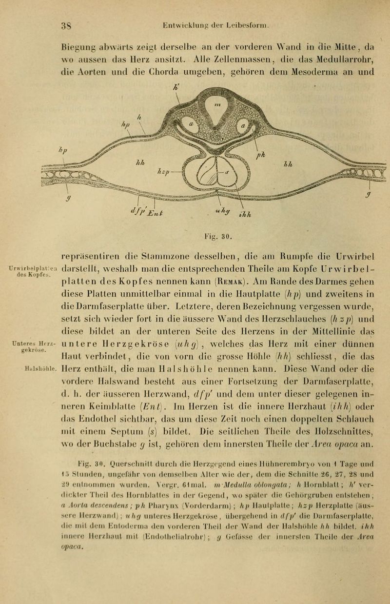 Biegunjj; ahwail.s /,«Mi;t derselbe an der voi'dei'eii Wand in die Mille, da wo aussen tias Herz ansil/l. Alle Zellenniassen, die das Medullarrolir, die Aorten unil die Chorda umgeben, geiiören dem Mesoderma an und U Urwirlielphil.i des Kopfes. Unteres IWr/, gekröse. Fig. 30, repräsentiren die Slammzone desselben, die am Rumpfe die Urwirbel 1 darslelU, weshalb man die enlsprcchcnden Tlieile am Kopfe Urw irbel- plaltcn desKopfes nennen kann (Remak). Am Rande des Darmes gehen diese Platten unmittelbar einmal in die llautplatte (/?p) und zweitens in dieDarmfaserplalte über. Letztere, deren Bezeichnung vergessen wurde, selzl sich wieder fort in die äussere W'and des llerzschlauches (äjs/;) und diese bildet an der unleren Seile des Herzens in der Millellinic das - unlere Uerzgekröse [itlig], welches das Herz mit einer dünnen Haut verbindet, die von vorn die grosse Höhle hh) schliessl, die das Hüihhuiiip. II<M-z enthüll, die man llalshülile nennen kann. Diese Wand oder die vordere lialswand besteht aus einer Fürts(>l/.ung tier Darmfaserplatte, d. h. der äusscTon Ibirzwand, dfj/ und dem unter dieser gelegenen in- neren Keiiiibjallo [Eni;, im Herzen ist die innere Herzhaul [ihh] oder das iMidothcl sichtbar, das um diese Zeit noch einen doppelten 8chlaiu-h nul einem Scptum (6) bildet. Die seitlichen Theile des Holzschnittes, wo der Buchstabe (j ist, gehören dem innersten Theile der Area opaca an. Kig. 30. Oiiorscliiiilt (Inrcli die llcrzjzcgcMKl eines lliiliiiereiDhiNo \üii 1 Tage imd l.'i SluiKlen, uiigeliilir noii (lernscll)eii Aller wie der, dem die Sclinille iG, 27, 28 und •29 eiitnornnien wurden. \üigr. Gl mal. utMedulUi ohluni/ula ; /i lldrnblall ; /i'ver- dicklei Tlieil des lloiiiblalles in der (jegend, wo s|iiilcr die (Jeliörgruben cntslelicn , « Aorla desrendens; ph lMiar>n\ (Vorderdarm) ; hi> llaulplalte; h::p lierzplallc (äus- sere llcrxwandj; ulig unteres Uerzgekröse, iiliergeliend in il/')i' die l)armfaseri)laUe, die mil dem Knlodcrma den vorderen Tlieil der Wand der llalsholde hh bildet, ihh innere llcr/baul mil (Kndotbelialiobr) ; (j (iel'usse der innersten Tlieile der Area opata.