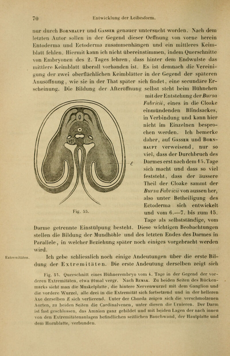Eitremitäten. nur iliuili houNMAiiT uml Gas^er genauer unlersuchl worden. Nacli dem letzten Autor sollen in der Gegend dieser Oeffnung von vorne herein Kntoderma und Ectoilernia zusanuuenhängen und ein mittleres Keiui- hlall fehlen. Uiermil kann ich nirhl übereinstimmen, indem Querschnitte von Embryonen des 2. Tages lehren, dass hinter dem Endwulsle das mittlere Keimldatt ü])erall \orhanden ist. Es ist demnach die Vereini- gung der zwei oberllächlichen Keimblätter in der Gegend der späteren AnusüHnung, wie sie in der That später sich findet, eine secundäre Er- scheinung. Die Bildung der Afleröffnung seilest steht beim Hühnchen mit der Entstehung der jBu/sa Fabricii, eines in die Cloake einmündenden Blindsackes, in Verbindung und kann hier nicht im Einzelnen bespro- chen werden. Ich bemerke daher, auf Gasser und Born- HALPT verweisend, nur so viel, dass der Durchbruch des ^r Darmes erst nach dem 15. Tage sich macht und dass so viel feststeht, dass der äussere Theil dei' Cloake sannnt der Bursa Fuhvicii von aussen her, also unter Betheiligung des Ecloderma sich entwickelt und vom 6.—7. bis zum 15. Tage als selbstständige, vom Darme gelrennte Einstülpung besteht. Diese wichtigen Beobachtungen stellen die Bildung der Mundhöhle und des letzten Endes des Darmes in Parallele, in welcher Beziehung später noch einiges vorgebracht werden wird. Ich gebe schliesslich noch einige Andeutungen über die erste Bil- dung der Extremitäten. Die erste Andeutung derselben zeigt sich Fi^. 5'). Oueisclinitl eines llühnereinljrvo noim 4. Tajze in der Gegend der vor- deren Extremitäten, etwa 20mal vcrgr. Nacli Rkmak. Zu l)eiden Seiten des Rücken- marks sieht man die Muskelplalte, die liintere Nervenwurzel mit dem Ganglion und die vordere Wurzel, alle drei in die Extremität sich fortsetzend und in der helleren Axe derselben E sicli verlierend. Unter der Chorda zeigen sich die verschmolzenen Aorten, zu beiden .Seilen die Cardinalvencn, unter diesen die Urnleren. Der Uarm ist fast geschlossen, das Amnion ganz gebildet und mit beiden Lagen der nach innen von den Extremiliitcnanlageti belindlichen seitlichen Hancliwand, der Mautplatte und dem llf»rnl)l.'itte. verlnindi-n. Fig.