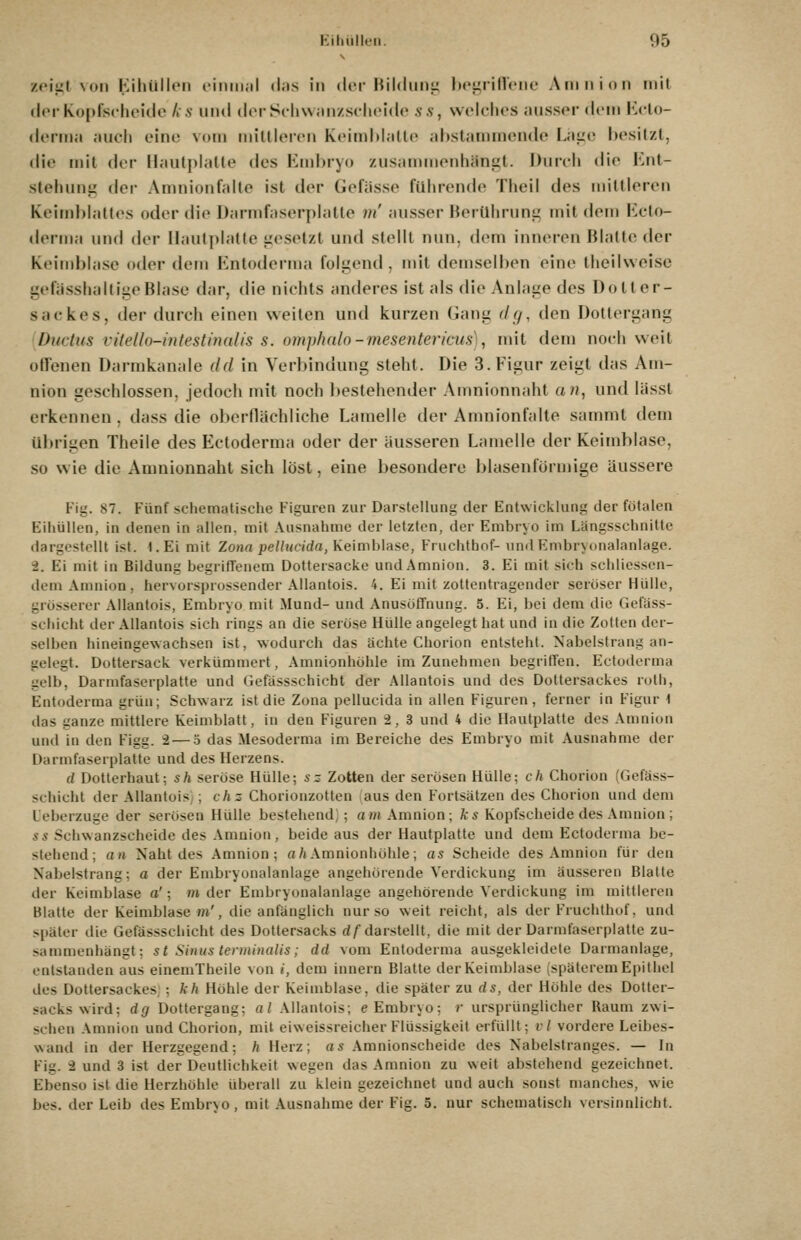 Klhullrli. [)Ö zoist von Kihüllen ciniiuil diis in der Hilduni; b(i;riH('ne Amnion mit d(M-Kopfscheide ks und derS(ii\v;ni/.selieide ss, welches ausser dem Im-Io- deiMna auch eine vom milliei-en Keimhialle ahslanuncnde Laiie besitzt, die mit der Hautplatte des Embryo Zusammenhang;!. Durch die Knt- stehuiii; der Amnionfalte ist der Gefässe fUhrench» Theil des mittleren Keimblattes oder di<» Darmfaserplalte m' ausser Berührung mit dem Kcto- derma und der Hautplatte jicselzl und stellt nun, dem inneren Blatte der Keind)lase oder dem Kntoderma folgend , mit demselben eine theilweise gefässhaltiyeBlase dar, die nichts anderes ist als die Anlatre des Dotier- sackes, der durch einen weilen und kurzen Ganii r/r/, den Dottergang Diirlus ritello-intestinalis s. omphdlo-mesenterkuH\ mit dem nocli weit offenen Darmkanale dd in Verbindung steht. Die 3. Figur zeigt das Am- nion geschlossen, jedoch mit noch bestehender Amnionnaht an, und lässl erkennen, dass die oberflächliche Lamelle der Amnionfalte sanunt dem übrigen Theile des Ectoderma oder der äusseren Lamelle der Keimblase, so wie die Amnionnaht sich löst, eine besondere blasenförmige äussere Fig. 87. Fünf schematische Figuren zur Darstellung der Entwicklung der fötalen Eihüllen, in denen in allen, mit Ausnahme der letzten, der Embryo im Längsschnitte dargestellt ist. I.Ei mit Zona petlticida, Keimblase, Fruchthof- \ind Embryonalanlage. 3. Ei mit in Bildung begriffenem Dottersacke und Amnion. 3. Ei mit sich schlicsscn- dem Amnion, hervorsprossender Allantois. 4. Ei mit zottentragender seröser Hülle, grösserer Allantois, Embryo mit Mund- und Anusüffnung. 5. Ei, bei dem die Gefäss- schicht der Allantois sich rings an die serüse Hülle angelegt hat und in die Zotten der- selben hineingewachsen ist, wodurch das lichte Chorion entsteht. Nabelstrang an- gelegt. Dottersack verkümmert, Amnionhöhle im Zunehmen begrilTen. Ectuderma gelb, Darmfaserplatte und Gefässschicht der Allantois und des Dottersackes rulh, Entoderma grün; Schwarz ist die Zona pellucida in allen Figuren, ferner in Figur 1 ilas ganze mittlere Keimblatt, in den Figuren 2, 3 und 4 die Hautplatte des Amnion und in den Figg. 2 — 5 das Mesoderma im Bereiche des Embryo mit Ausnahme der Darmfaserplatte und des Herzens. d Dotterhaut; sh seröse Hülle; sz- Zotten der serösen Hülle; ch Chorion (Gefäss- schicht der AllantoiS; ; chz Chorionzotten aus den Fortsätzen des Chorion und dem Ueberzuge der serösen Hülle bestehend; ; am Amnion; ks Kopfscheide des Amnion ; SS Schwanzscheide des Amnion, beide aus der Hautplatte und dem Ectoderma be- stehend; an Naht des Amnion; a/iAmnionhöhle; as Scheide des Amnion für den Nabelstrang; a der Embryonalanlage angehörende Verdickung im äusseren Blatte der Keimblase a'; m der Embryonalanlage angehörende Verdickung im mittleren Blatte der Keimblase m', die anfänglich nur so weit reicht, als der Fruchthof, und später die Gefässschicht des Dottersacks d/darstellt, die mit der Darmfaserplatte zu- sammenhängt; st Sinus terminaUs; dd vom Entoderma ausgekleidete Darmanlage, entstanden aus eineniTheile von i, dem Innern Blatte der Keimblase (späterem Epithel des Dottersackes, ; kh Höhle der Keimblase, die später zu ds, der Höhle des Dotter- sacks wird; dg Dottergang; «/ .\llantois; e Embryo; r ursprünglicher Raum zwi- schen .\mnion und Chorion, mit eiweissreicher Flüssigkeit erfüllt; vi vordere Leibes- wand in der Herzgegend; h Herz; as .\mnionscheide des Nabelstranges. — In Fig. 2 und 3 ist der Deutlichkeit wegen das Amnion zu weit abstehend gezeichnet. Ebenso ist die Herzhöhle überall zu klein gezeichnet und auch sonst manches, wie