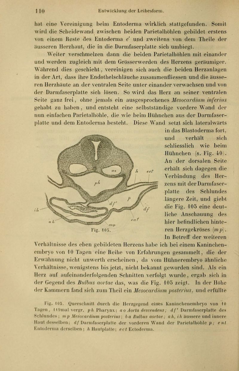 luit eine Vereiniizung l)elin Entodenua wirklicli slatliiefunden. Somit wird die Seheiilewund zwischen beiden Parielalhöiilen gebildet erstens von einem Reste des Entodenua <?' und zweitens von dem Theile der äusseren Ilerzhaut, die in die Darmfaserplatle sieh umbiegt. Weiter verschmelzen dann die l)eiden Parielalliöhlen mit einander und werden zugleich mit dem Grösserwerden des Herzens geräumiger. Während dies geschieht, vereinigen sich auch die beiden Herzanlagen in der Art, dass ihre Endothelschläuche zusammenfliessen und die äusse- ren Herzhäute an der ventralen Seite unter einander verw achsen und von der Darmfaserplatte sich lösen. So wird das Herz an seiner ventralen Seile ganz frei, ohne jemals ein ausgesprochenes Mesocardium inferius gehabt zu haben, und enlsleht eine selbstsländige vordere Wand der nun einfachen Parietalhöhle, die wie beim Hühnchen aus der Darmfaser- platte und dem Entoderma besteht. Diese Wand setzt sich laleralwärts in das Blastoderma fort, und verhält sich schliesslich wie J)eim Hühnchen (s. Fig. 40). An der dorsalen Seite erhält sich dagegen die A'erbindung des Her- zens mit der Darm faser- platte des Schlundes längere Zeit, und giebt die Fig. 105 eine deut- liche Anschauung des hier befindlichen hinte- Fig. 105. ren Herzgekröses [mp). In Betreff der weiteren Verhällnisse des eben gebildeten Herzens habe ich bei einem Kaninchen- embryo von 10 Tagen eine Reihe von Fjfahrungen gesammelt, die der Erwähnung nicht unwerth erscheinen, da v(im) Hühnerembryo ähnliche Verhältnisse, wenigstens bis jetzt, nicht bekannt geworden sind. Als ein Herz auf aufeinanderfolgenden Schnitten verfolgt wurde, ergab sich in der Gegend des Bulbus aorlae das, was die Fig. i05 zeigt. In der Höhe der Kammern fand sicli zum Tlieil ein Mesocardium posterius, und erfüllte Fig. 105. Qucrsciinitt durcli die Herzgegend eines Kaiiinclieiieiubryo von 10 Tagen, H'Jmal vergr. pli Pharynx; ao Aorta descendeiis; df Darmfaserplatle des .Schlundes; m p Mesocardium jwsterius; ba Bulbus aortne; ah, ili äussere und innere Maut de.sselben; d/ Darnifas('r|)Ialle der vorderen Wand dci- I'aiielaliiui)le ;j , enl Knlodenna derselben; h Jlaiil|iiulle; ecl Eclodcruiii.