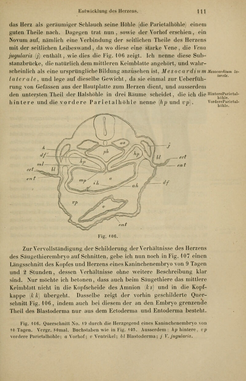 das Herz als geräumiger Schlauch seine Höhle (die Farletalhöhle/ einem guten Theile nach. Dagegen trat nun, sowie der Vorhof erschien, ein Novum auf, nämlich eine Verbindung der seitlichen Theile des Herzens mit der seitlichen Leibeswand, da wo diese eine starke Vene, die Vena jugularis ij] enthält, wie dies die Fig. 106 zeigt. Ich nenne diese Sub- stanzbrücke, die natürlich dem mittleren Keimblatte angehört, und wahr- scheinlich als eine ursprüngliche Bildung anzusehen ist, MesocardiumMesocnrdium la- laterale, und lege auf dieselbe Gewicht, da sie einmal zur Ueberfüh- rung von Gefässen aus der Hautplatte zum Herzen dient, und ausserdem den untersten Theil der Halshöhle in drei Räume scheidet, die ich dieHintereParietai- hohle. hintere und die vordere P a r i e t a 1 h ö h 1 e nenne ih n und vp). Vorderei'arietai- ' ■' ^ ' höhle. eet Fig. 106. Zur Vervollständigung der Schilderung der Verhältnisse des Herzens des Säugethierembryo aufschnitten, gebe ich nun noch in Fig. 107 einen Längsschnitt des Kopfes und Herzens eines Kaninchenembryo von 9 Tagen und 2 Stunden, dessen Verhältnisse ohne weitere Beschreibung klar sind. Nur möchte ich betonen, dass auch beim Säugethiere das mittlere Keimblatt nicht in die Kopfscheide des Amnion iks) und in die Kopf- kappe \k k) übergeht. Dasselbe zeigt der vorhin geschilderte Quer- schnitt Fig. 106 , indem auch bei diesem der an den Embryo grenzencle Theil des Blastoderma nur aus dem Ectoderma und Entoderma besteht. Fig. 106. Querschnilt No. 19 durch die Herzgegend eines Kaninchenembryo von 10 Tagen. Vergr. SOmal. Buchstaben wie in Fig. 105. Ausserdem: /ip hintere, vp vordere Parietalhöhle; a Yorhof; v Ventrikel; bl'Blasiodcrma; j V. jugularis.
