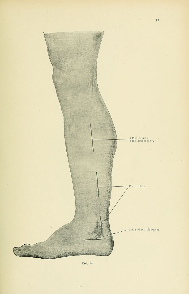 Int. and ext. plantar as