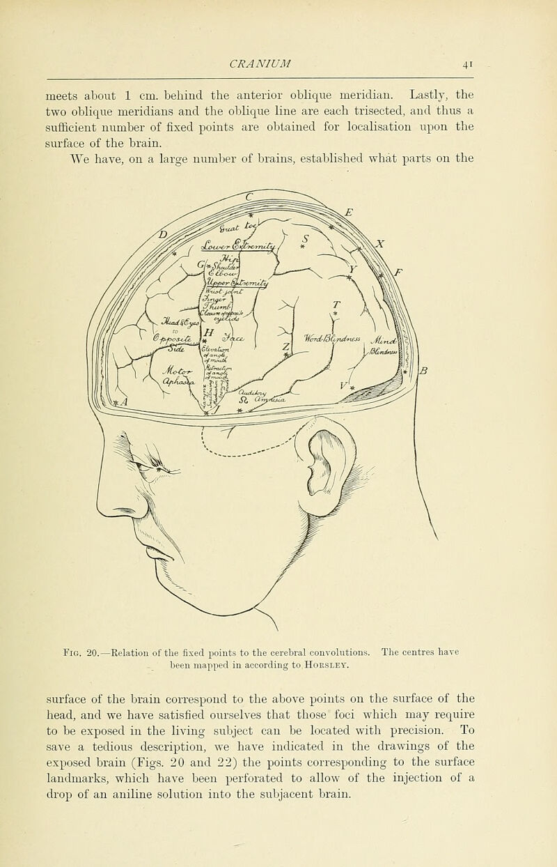 meets about 1 cm. behind the anterior oblique meridian. Lastly, the two oblique meridians and the oblique line are each trisected, and thus a sufficient number of fixed points are obtained for localisation upon the surface of the brain. We have, on a large number of brains, established what parts on the Fig. 20.—Relation of the fixed points to the cerebral convolutions been mapped in according to Hoesley. The centres have surface of the brain correspond to the above points on the surface of the head, and we have satisfied ourselves that those foci which may require to be exposed in the living subject can be located with precision. To save a tedious description, we have indicated in the drawings of the exposed brain (Figs. 20 and 22) the points corresponding to the surface landmarks, which have been perforated to allow of the injection of a drop of an aniline solution into the subjacent brain.