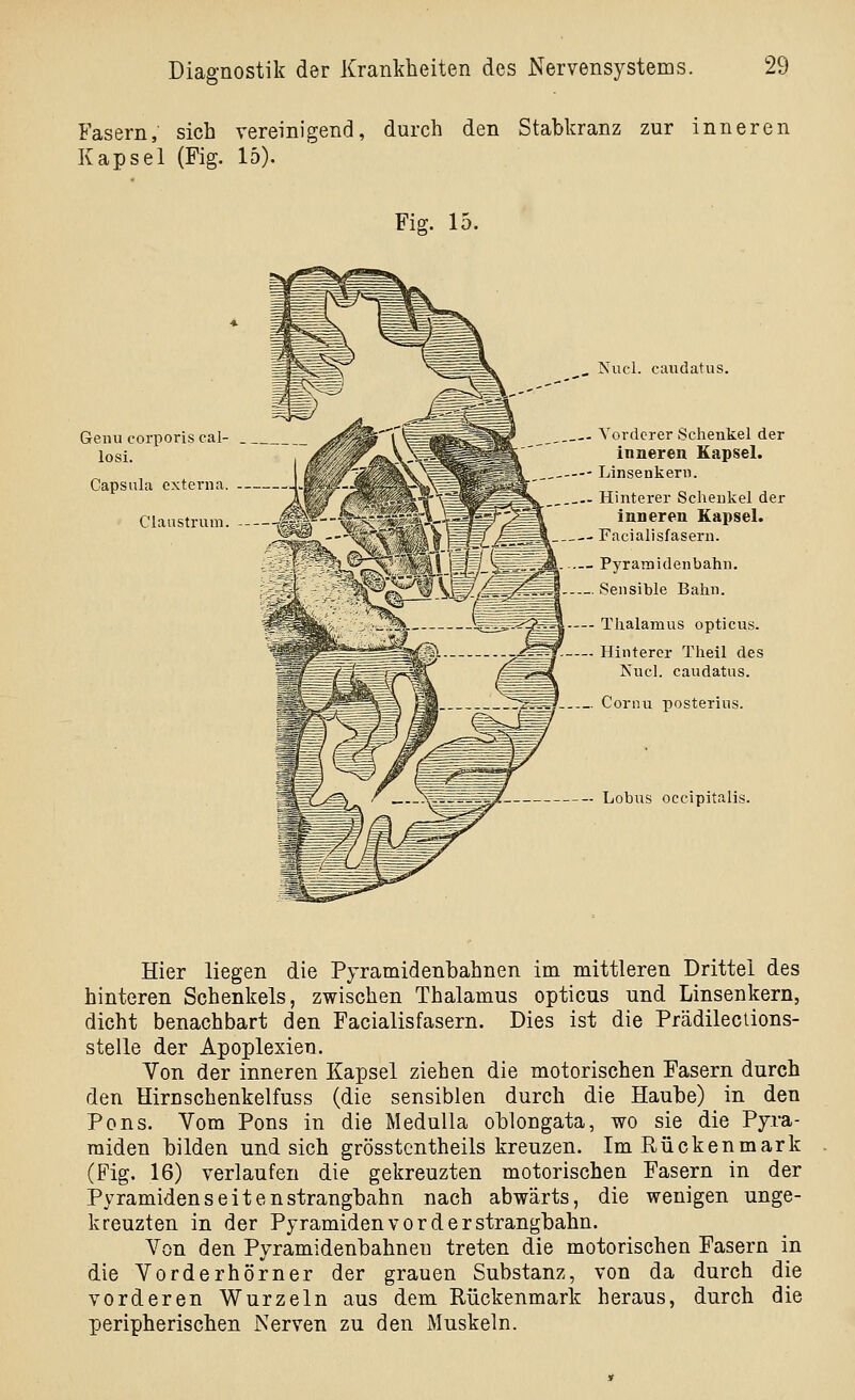 Fasern; sich vereinigend, durch den Stabkranz zur inneren Kapsel (Fig. 15). Fig. 15. Genu corporis cal- losi. Capsula externa. Claustrum. Nucl. caudatus. Vorderer Schenkel der inneren Kapsel. Linsenkern. Hinterer Schenkel der inneren Kapsel. Facialisfasern. Pyramidenbahn. Sensible Bahn. ^gi Thalamus opticus. Hinterer Theil des Isucl. caudatus. Corini posterius. — Lobus occipitalis. Hier liegen die Pyramidenbahnen im mittleren Drittel des hinteren Schenkels, zwischen Thalamus opticus und Linsenkern, dicht benachbart den Facialisfasern. Dies ist die Prädilecdons- stelle der Apoplexien. Yon der inneren Kapsel ziehen die motorischen Fasern durch den Hirnschenkelfuss (die sensiblen durch die Haube) in den Pens. Vom Pens in die Medulla oblongata, wo sie die Pyra- miden bilden und sich grösstcntheils kreuzen. Im Rückenmark (Fig. 16) verlaufen die gekreuzten motorischen Fasern in der Pyramidenseitenstrangbahn nach abwärts, die wenigen unge- kreuzten in der Pyramiden vor derstrangbahn. Von den Pyramidenbahnen treten die motorischen Fasern in die Vorder hörner der grauen Substanz, von da durch die vorderen Wurzeln aus dem Rückenmark heraus, durch die peripherischen Nerven zu den Muskeln.