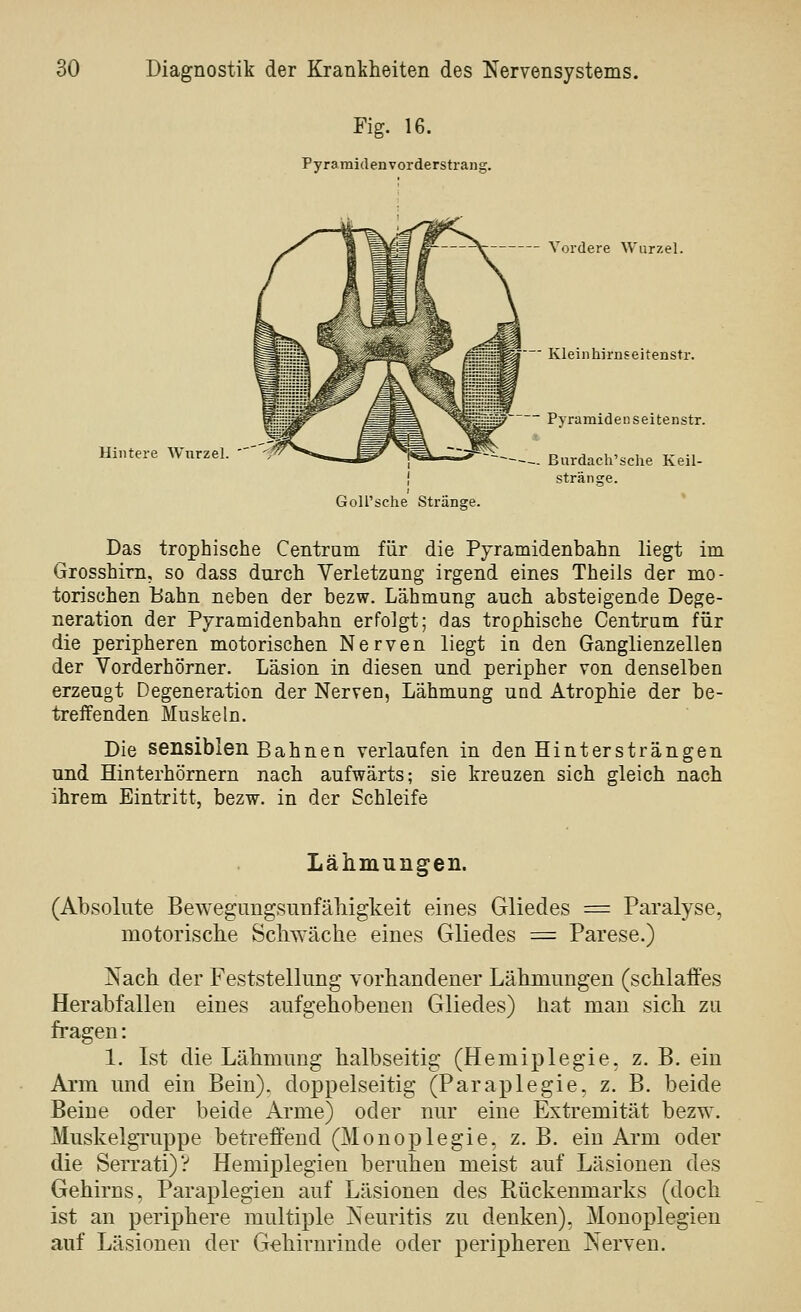 Fig. 16. Pyramiden Vorderstrang. Hintere Wurzel. Vordere Wurzel. ' Kieinhirnseitenstr. ~ Pyramidenseitenstr. ~~- Burdacli'sehe Keil- stränsre. GoU'sche Stränare. Das trophische Centrum für die Pyramidenbahn liegt im Gxosshim, so dass durcli Verletzung irgend eines Theils der mo- torischen Bahn neben der bezw. Lähmung auch absteigende Dege- neration der Pyramidenbahn erfolgt; das trophische Centrum für die peripheren motorischen Nerven liegt in den Ganglienzellen der Vorderhörner. Läsion in diesen und peripher von denselben erzeugt Degeneration der Nerven, Lähmung und Atrophie der be- treffenden Muskeln. Die sensiblen Bahnen verlaufen in den Hintersträngen und Hinterhörnern nach aufwärts; sie kreuzen sich gleich nach ihrem Eintritt, bezw. in der Schleife Lähmungen. (Absolute Bewegungsunfähigkeit eines Gliedes = Paralyse, motorische Schwäche eines Gliedes =: Parese.) Nach der Feststellung vorhandener Lähmungen (schlaffes Herabfallen eines aufgehobenen Gliedes) hat mau sich zu fragen: 1. Ist die Lähmung halbseitig (Hemiplegie, z. B. eiu Arm und ein Bein), doppelseitig (Paraplegie, z. B. beide Beine oder beide Arme) oder nur eine Extremität bezw. Muskelgruppe betreffend (Monoplegie, z. B. ein Arm oder die Serrati)? Hemiplegien beruhen meist auf Läsionen des Gehirns, Paraplegien auf Läsionen des Rückenmarks (doch ist an periphere multiple Neuritis zu denken), Monoplegien auf Läsionen der Gehirnrinde oder peripheren Nerven.