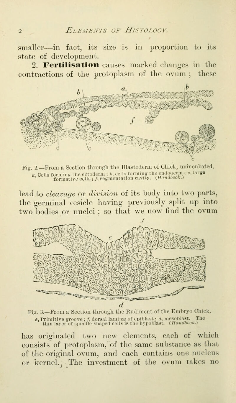 smaller—in fact, its size is in proportion to its state of develo])ment. 2. Fertilisation causes marked changes in the contractions of the protoplasm of the ovum ; these Fig. 2.—From a Section through the Blastoderm of Chick, unincubated. a Cells foimiui,' ilie ectoderm ; b, cells forming the endoaerm ; c, larue formative cells; /, segmentation cavity. {Handooolc.) lead to cleavage or division of its body into two jiarts, the germinal vesicle having previously split up into two bodies or nuclei; so that we now find the ovum / Fig. 3.—From a Section through the Rudiment of the Embryo Chick, e, rrimitive groove; /, dorsal laminae of epihlast: d, raesoblast. The thin layer of spindle-shaped cells is the hypoblast. (.Handbook.) has originated two new elements, each of which consists of protoplasm, of the same substance as that of the original ovum, and each contains one nucleus or kernel.; The investment of the ovum rakes no