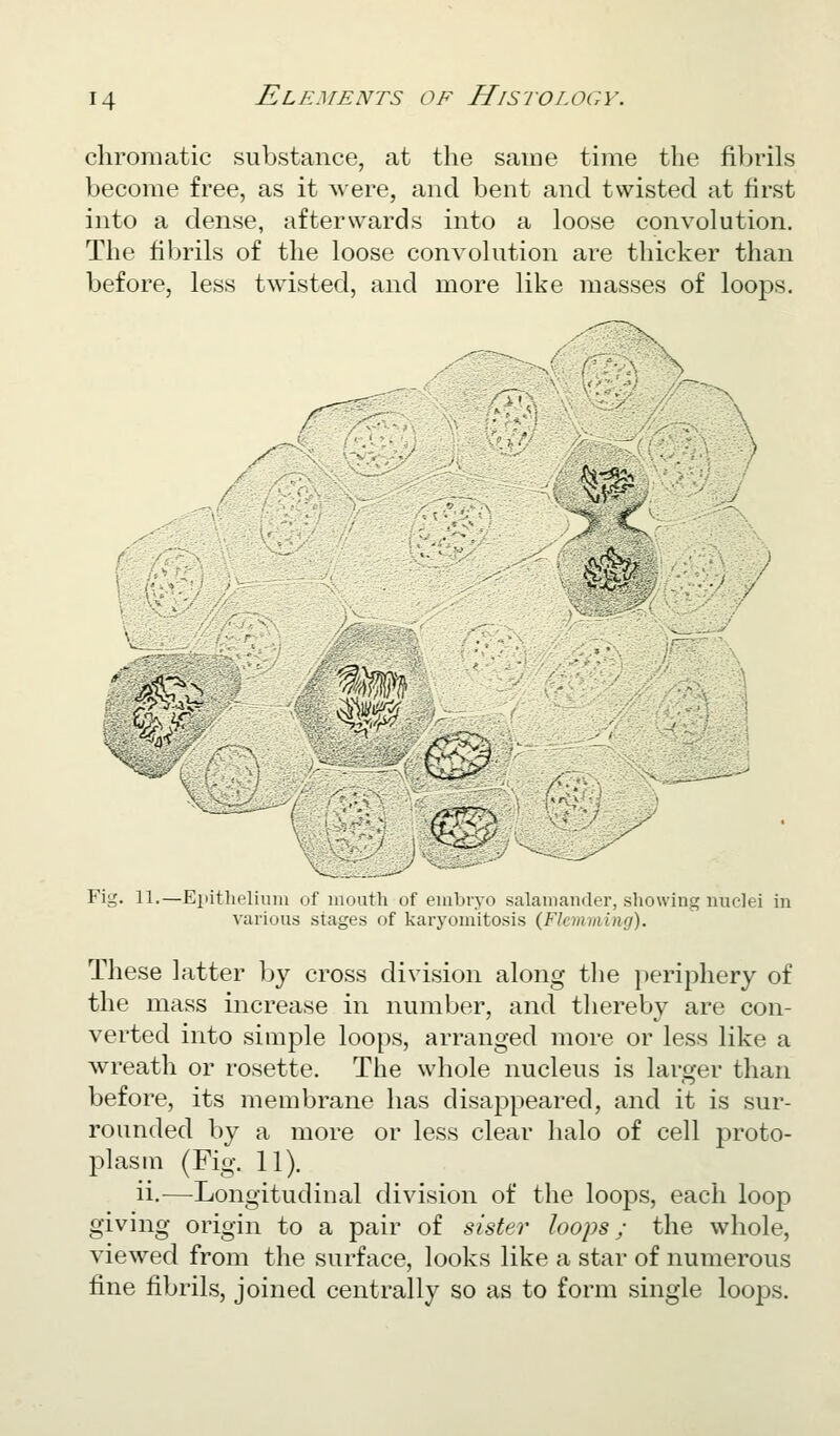 chromatic substance, at the same time the fibrils become free, as it were, and bent and twisted at first into a dense, afterwards into a loose convolution. The fibrils of the loose convolution are thicker than before, less twisted, and more like masses of loops. / > c t ^ ^If ^?\r'.4\:^ '^^^ ■- .^^^'r>' ^ ( Fig. 11.—Eiiithclium of iiiouth of einbiyo salamander, showing nuclei in various stages of karyomitosis (Flemming). These latter Ijy cross division along the periphery of the mass increase in number, and thereby are con- verted into simple loops, arranged more or less like a wreath or rosette. The whole nucleus is larger than before, its membrane has disappeared, and it is sur- rounded by a more or less clear halo of cell proto- plasm (Fig. 11). ii.—Longitudinal division of the loops, each loop giving origin to a pair of sister loops; the whole, viewed from the surface, looks like a star of numerous fine fibrils, joined centrally so as to form single loops.