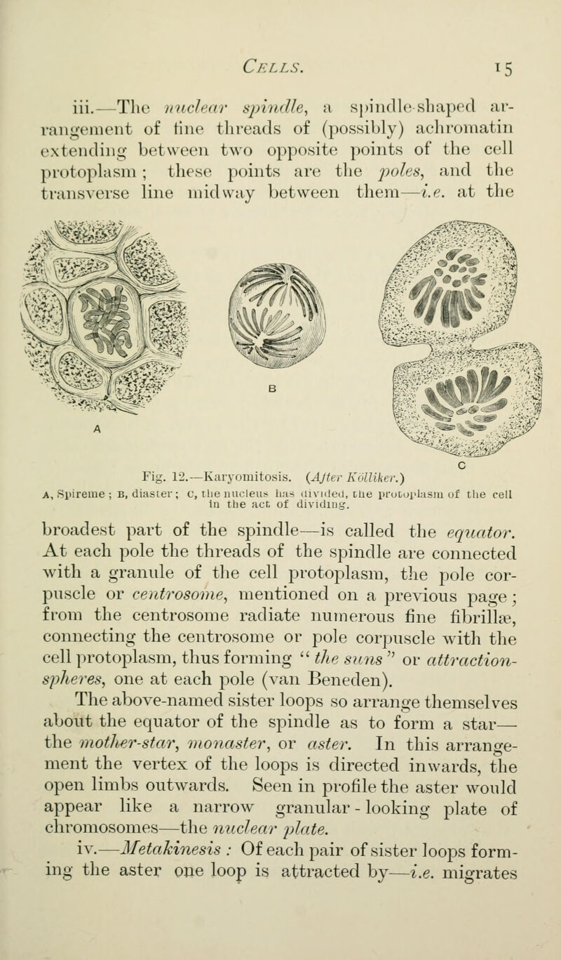 iii.—The nuclear sjnndle^ a spindle shaped ar- rangement of tine threads of (possibly) achromatin extending between two opposite points of the cell protoplasm ; these points are the poles, and the transverse line midway between them—i.e. at the c Fig. 12.—Karyomitosis. {Ajter KolUker.) A, Spireme ; b, diasier; c, ilie nucleus lias divuled, cUe prucoi'lasiu of the cell In tbe act. of dividing. broadest part of the spindle—is called the equator. At each pole the threads of the spindle are connected with a granule of the cell protoplasm, tlie pole cor- puscle or centrosome, mentioned on a previous pa^-e; from the centrosome radiate numerous fine fibrillar, connecting the centrosome or pole corpuscle with the cell protoplasm, thus forming  the suns  or attraction- spheres, one at each pole (van Beneden). The above-named sister loops so arrange themselves about the equator of the spindle as to form a star— the motJier-star, monaster, or aster. In this arrange- ment the vertex of the loops is directed inwards, the open limbs outwards. Seen in profile the aster would appear like a narrow granular - looking plate of chromosomes—the nuclear plate. iv.—Metakinesis : Of each pair of sister loops form- ing the aster one loop is attracted by—i.e. migrates