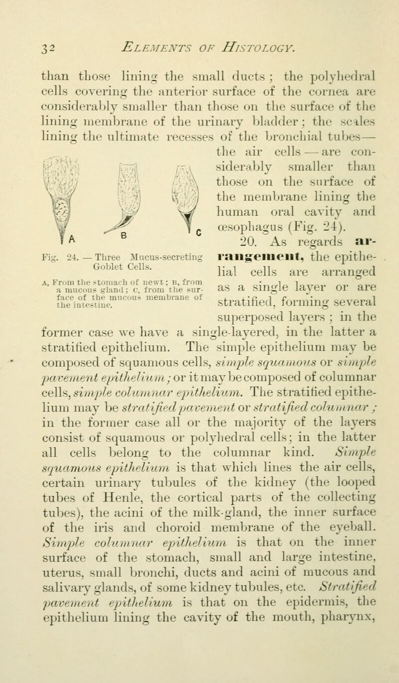 - Three Mucus-secreting Goblet Cells. A, From the jitomach of newt; B, from a mucous glaml; c, from tbe sur- face of the mucous membrane of the intestine. regards ar- than tliose lining the small ducts ; the polyhedral cells covering the anterior surface of the cornea are considerably smaller than those on the surface of the lining membrane of the urinary bladder; the scales lining the ultimate recesses of the bronchial tubes— the air cells — are con- siderably smaller than those on the surface of the membrane lining the human oral cavity and oesophagus (Fig, 24). 20. As raiig:eiiieiit, the epithe- lial cells are arranged as a sinfjle layer or are stratified, forming several superposed layers ; in the former case we have a sin^le-lavered, in the latter a stratified epithelium. The simple epithelium may be composed of squamous cells, simjyle squamous or simple jjavement epitJiellum ; or it may be composed of columnar cells, siinple coliLinnar epithelium. The stratified epithe- lium may be stratified pavement or stratified columnar ; in the former case all or the majority of the layers consist of squamous or polyhedral cells; in the latter all cells belong to the columnar kind. Simple squamous epithelium is that whicli lines the air cells, certain urinary tubules of the kidney (the looped tubes of Henle, the cortical parts of the collecting tubes), the acini of the milk-gland, the inner surface of the iris and choroid membrane of the eyeball. Simple columnar epithelium is that on the inner surface of the stomach, small and large intestine, uterus, small bronchi, ducts and acini of mucous and salivary glands, of some kidney tubules, etc. Stratified pavement epnthelium is that on the epidermis, the epithelium lining the cavity of the mouth, pharynx,