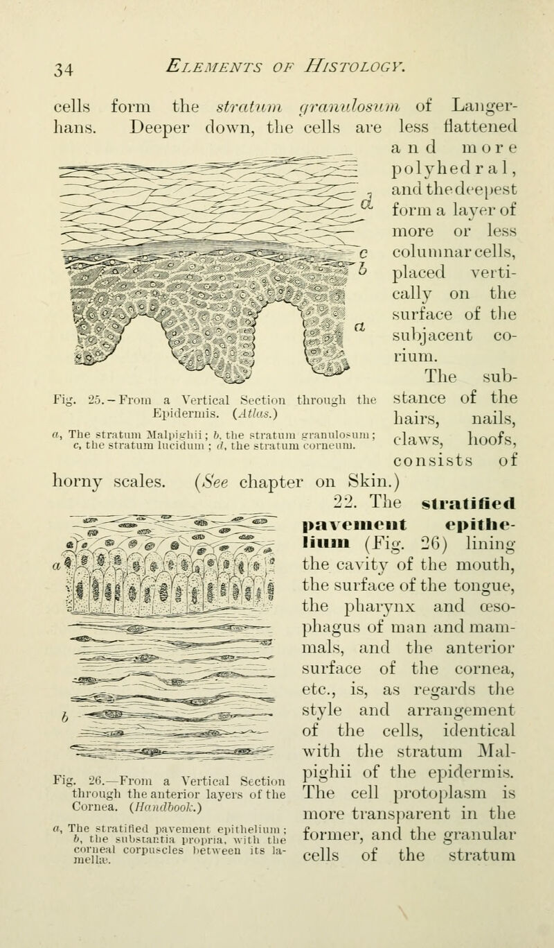 cells bans. form the stratura granulosum of ^cv^.^ DeejDer down, the cells are Fi-. 25. a. The st c, the — From a Vertical Section tlirougli the Epidermis. {Atlas.) ratum Malpiirhii; h. tlie Ptratuiu ,trranulo>iiiii; stratum luciduiii ; d, the stratum corneum. Laiiger- less flattened and more polyhed ral, and the deepest form a layer of more or less columnar cells, placed verti- cally on the surface of the subjacent co- rium. The sub- stance of the hairs, nails, claws, hoofs, consists of horny scales. {See chapter on Skin.) 22. The pavement liiiiii (Fig. Fig. 26.—From a Vertical Section tliroiigh the anterior layers of tlie Cornea. (Handbook.) a. The stratified pavement eiiithelium; b, the substantia propria, with the corneal corpuscles between its la- melht. Stratified epitlie- 26) lining the cavity of the mouth, the surface of the tongue, the pharynx and oeso- phagus of man and mam- mals, and the anterior surface of the cornea, etc., is, as regards tlie style and arrangement of the cells, identical with the stratum Mal- pighii of the epidermis. The cell protoplasm is more transparent in the former, and the granular cells of the stratum