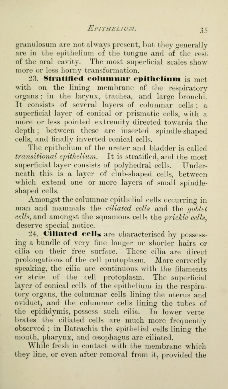 granulosum are not always present, but they generally are in the e})itheliiini of the tongue and of the rest of the oral ca^•ity. The most superficial scales show more or less horny transformation. 23. Stratified roliiiiiiiai' €>|>itiic'iiiini is met with on the lining Hi('iiil)iane of the respiratory organs : in the larynx, trachea, and large bronchi. It consists of several layers of columnar cells ; a superficial layer of conical or prismatic cells, with a more or less pointed extremity directed towards the depth; between these are inserted spindle-shaped cells, and finally inverted conical cells. The epithelium of the ureter and bladder is called transitional epitheUum. It is stratified, and the most superficial layer consists of j^olyhedral cells. Under- neath this is a layer of club-shaped cells, between which extend one or more layers of small spindle- shaped cells. Amongst the columnar epithelial cells occurring in man and mammals the ciliated cells and the gohlet cells, and amongst the squamous cells the jirickle cells, deserve special notice. 24. Ciliated cells are characterised by possess- ing a bundle of very fine longer or shorter hairs or cilia on their free surface. These cilia are direct prolongations of the cell protoplasm. More correctly speaking, the cilia are continuous with the filaments or striye of the cell protoplasm. The superficial layer of conical cells of the epithelium in the respira- tory organs, the columnar cells lining the uterur, and oviduct, and the columnar cells lining the tubes of the epididymis, possess such cilia. In lower verte- brates the ciliated cells are much more frequently observed ; in Batrachia the epithelial cells lining the mouth, pharynx, and (esophagus are ciliated. While fresh in contact with the membrane which they line, or even after removal from it, provided the