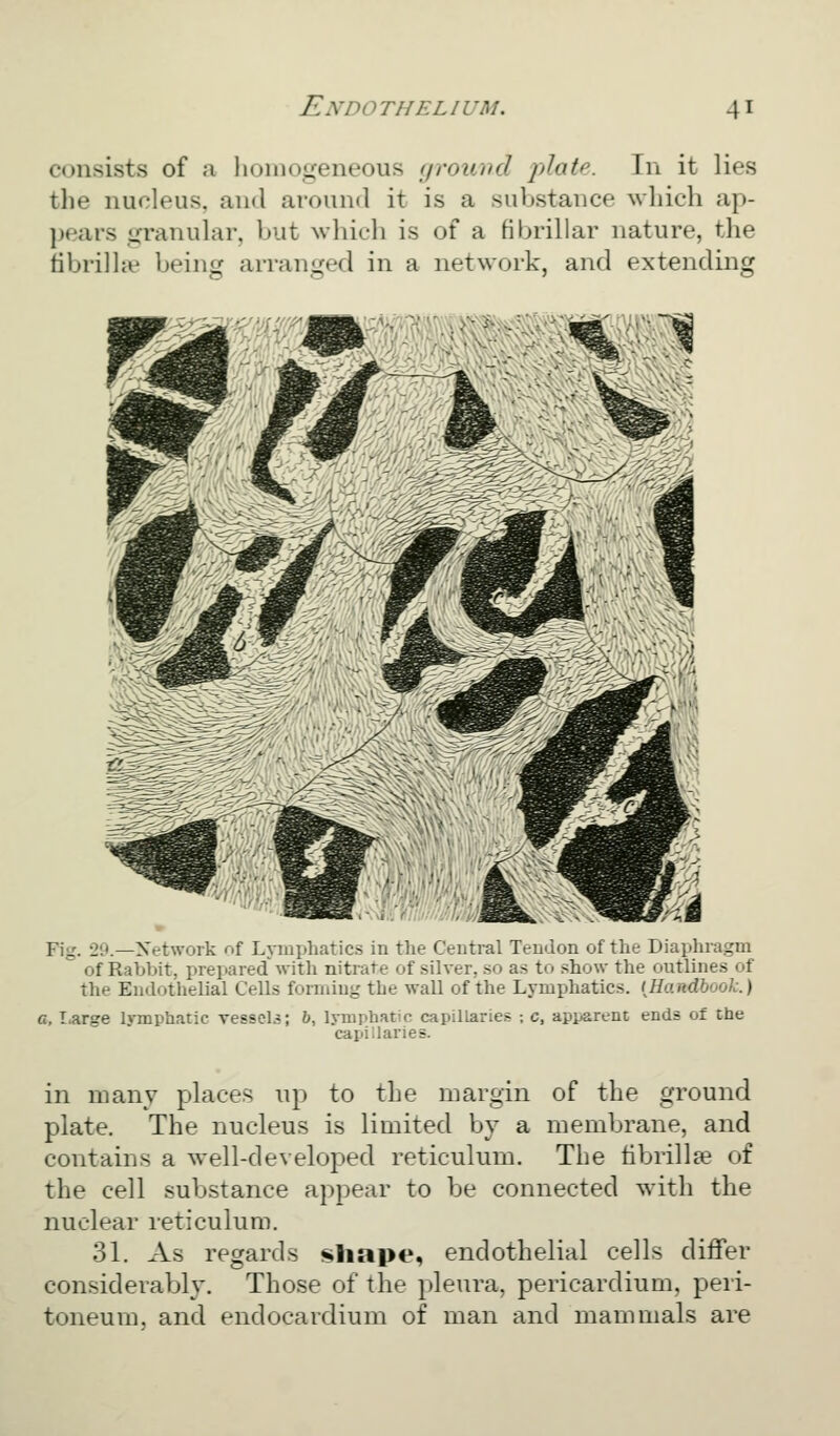 consists of a homogeneous ground 'plate. Tii it lies tlie nucleus, and around it is a sul)staiicf* which ap- pears granular, but ^vhich is of a fibrillar nature, the fibril he being arranged in a network, and extending Fig. 20.—Network of Lymphatics in the Central Teudon of the Diaphragm of Rabbit, prepared with nitrate of silver, so as to show the outlines of the Endothelial Cells formiug the wall of the Lymphatics. {Handbook.) a. Large I^-mphatic vessels; b, Ivinphatic capillaries ; c, apparent ends of the capillaries. in many places up to the margin of the ground plate. The nucleus is limited by a membrane, and contains a well-developed reticulum. The tibrillje of the cell substance appear to be connected with the nuclear reticulum. 31. As regards shape, endothelial cells differ considerably. Those of the pleura, pericardium, peri- toneum, and endocardium of man and mammals are