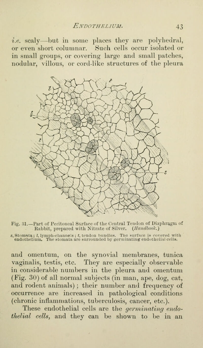 4: i.e. scaly—but in some places they are polyhedral, or even short columnar. Such cells occur isolated or in small gi'oups, or covering large and small patches, nodular, \illous, or cord-like structures of the pleura Fig. 31.—Part of Peritoneal Surface of the Central Tendon of Diaphragm of Rabbit, prepared with Nitrate of Silver. (Handbook.) s, StoniRta; Z, lymph-channe!s ; f, tendon Inindles. The surface is covered witli endothelium.' The stomata are surrounded by geruunatiug endi)thelial cells. and omentum, on the synovial membranes, tunica vaginalis, testis, etc. They are especially observable in considerable numbers in the pleura and omentum (Fig. 30) of all normal subjects (in man, ape, dog, cat, and rodent animals); their number and frequency of occurrence are increased in pathological conditions (chronic inflammations, tuberculosis, cancer, etc.). These endothelial cells are tlie germinating endo- thelial cells, and they can be shown to be in an