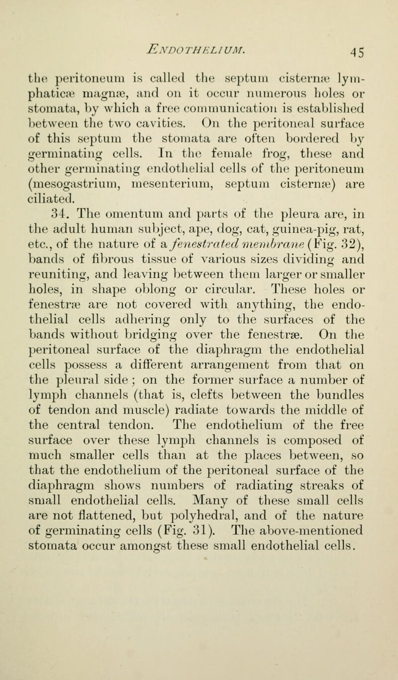 the peritoneum is called the septum cisternae lym- phaticji? magnsB, and on it occur numerous holes or stomata, by which a free communication is established between the two cavities. On the peritoneal surface of this septum the stomata are often bordered by germinating cells. In th(^ female frog, these and other germinating endothelial cells of the peritoneum (mesogastrium, mesenterium, septum cisternee) are ciliated. 34. The omentum and parts of the pleura are, in the adult human subject, ape, dog, cat, guinea-pig, rat, etc., of the nature of di. fenestrated membrane {¥\g. 32), bands of fibrous tissue of various sizes dividing and reuniting, and leaving between them larger or smaller holes, in shape oblong or circular. These holes or fenestras are not covered with anything, the endo- thelial cells adhering only to the surfaces of the bands without bridging over the fenestrse. On the peritoneal surface of the diaphragm the endothelial cells possess a different arrangement from that on the pleural side; on the former surface a number of lymph channels (that is, clefts between the bundles of tendon and muscle) radiate towards the middle of the central tendon. The endothelium of the free surface over these lymph channels is composed of much smaller cells than at the places between, so that the endothelium of the peritoneal surface of the diaphragm shows numbers of radiating streaks of small endothelial cells. Many of these small cells are not flattened, but polyhedral, and of the nature of germinating cells (Fig. 31). The above-mentioned stomata occur amongst these small endothelial cells.