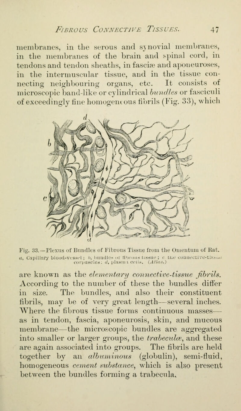 membranes, in tlie serous and synovial membranes, in tlie membranes of the brain and spinal cord, in tendons and tendon sheaths, in fascite and aponeuroses, in the intermuscuhir tissue, and in the tissue con- nectino; neiirhbourim'- organs, etc. It consists of microscopic band-like or cylindrical bundles or fasciculi of exceedingly tine homogeiuous tinrils (Fig. 33), which Fig. 33.—Plexus of Bundles of Fibrous Tissue from the Oiuentuiu of Rat. «, Capillary blood-v'cSi'cl; ^, lumiilc:^ nr Hijidhs tissue ; c tue oouuectivc-tiiiu.: foi'iuiscles; c/, i)lasiii i ceils. {Atlas.) are known as the elementary connective-tissue fibrils. According to the number of these the bundles differ in size. The bundles, and also their constituent fibrils, may be of very great length—several inches. Where the fibrous tissue forms continuous masses— as in tendon, fascia, aponeurosis, skin, and mucous membrane—the microscoj)ic bundles are aggregated into smaller or larger groups, the trabeciilce., and these are again associated into groups. The fibrils are held together by an albuminous (globulin), semi-fluid, homogeneous cement substance^ which is also present between the bundles forming a trabecula.