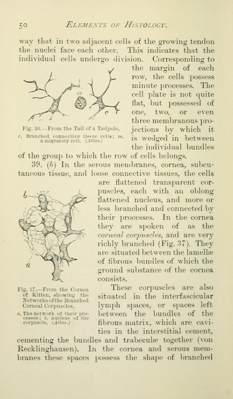 Fig. 36.—From the Tail of a Tadpole. c. Branched coDnective tissue cells; m, a migratory cell. (Atlas^ way that in two adjacent cells of the growing tendon the nuclei face each other. This indicates that the individual cells undergo division. Corresponding to the martjin of each row, the cells j;>ossess minute processes. The cell plate is not quite riat, Ijut possessed of one, two, or even three membranous pro- jections l)y which it is wedged in between the individual bundles of the group to which the row of cells belongs. 39, (fe) In the serous meuibranes, cornea, subcu- taneous tissue, and loose connective tissues, the cells are flattened transparent cor- puscles, eac-li witli an oblong flattened nucleus, and more or less branched and connected by tlifir processes. In the cornea they are spoken of as the corneal corpuscles, and are ver}' richly branched (Fig. 37). They are situated between the lamellae of fibrous bundles of which the ground substance of the cornea consists. These corpuscles are also situated in the interfascicular lymph spaces, or spaces left between the bundles of the fibrous matrix, which are cavi- ties in the interstitial cement, cementing tlie Imndles and trabecuke together (von Recklinghausen). In the cornea and serous mem- branes these spaces possess the shape of branched Fig. 37.—Fi-om the Cornea of Kitten, showing the Networks of the Branched Corneal Corpuscles. a. The network of their pro- cesses ; b, nucleus of the corpuscle. (Atla^.')