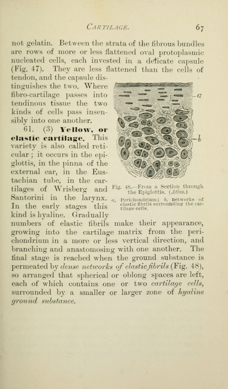 not gelatin. Between the strata of the fibrous bundles are rows of more or less flattened oval protoi)lasmic nucleated cells, each invested in a deticate capsule (Fig. 47). They are less flattened than the cells of tendon, and the capsule dis- tinguishes the two. Where fibro-cartilage passes into %^^ ^^ ^; -«»^5-C7 tendinous tissue the two WC kinds of cells pass insen- if^ sibly into one another. 5^^^^M_ 61. (3) Yellow, or ^iS^^K^i?) ela«>tic cai'tilag:e. this ^ji^?^?r^i^K:''^ii^^^o variety is also called reti- ^p''^-^^^^^^i cular ; it occurs in the epi- •^, ^^.;''®^^ TO glottis, in the pinna of the ^ -■--«--—. ^ external ear, in the Eus- tachian tube, in the car- tilacrps of AVn\bp7-rr and ^ig. 4S.—From a Section through iiiages or » iisueig ana the Epiglottis. {AtUs.) Santorini in the larynx. «^ perichondrium; &, networks of In the early stages this eig^c^fltois sun-ounding the car- kind is hyaline. Gradually numbers of elastic tibrils make their appearance, growing into the cartilage matrix from the peri- chondrium in a more or less vertical direction, and branching and anastomosin^r with one another. The final stage is reached when the ground substance is permeated by f/^e/ise neiicorJxs of elasticJibrils (Fig. 48), so arranged that spherical or oblong spaces are left, each of which contains one or two cartilage cells, surrounded by a smaller or larger zone of hyaline ground substance.