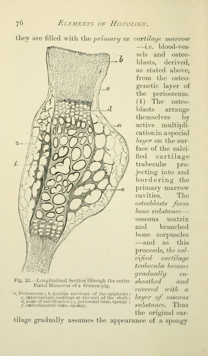 they are filled witli \\\^ jjrimary or j\4 '^'-^-f'^/'i',--, ^-- ■ Fig. 52.—Longitudinal Section through the entire Foetal Humerus of a Guinea-];)ig. fl, Periosteum ; 6, hyaline cartilage of the epiphysis ; c, intennediate cartilage at the end of the shaft; d, zone of calcification ; t, i>eriostealbone, spongy ; /, endochondral bone, spongy. tilage gradually assumes the appear cartilage marroiv —i.e. blood-ves- sels and osteo- blasts, derived, as stated above, from the osteo- genetic layer of the periosteum. (4) The osteo- blasts arrange themselves by active multipli- cation in a special layer on the sur- face of the calci- fied cartilajje trabeculse pro- jecting into and bordering the primary marrow cavities. The osteoblasts form hone substance— osseous matrix and branclied bone corpuscles —and as this proceeds, the cal- cified cartilage trabecules become gradually en- sheathed and covered icitli a layer of osseous substance. Thus the original car- ance of a spongy