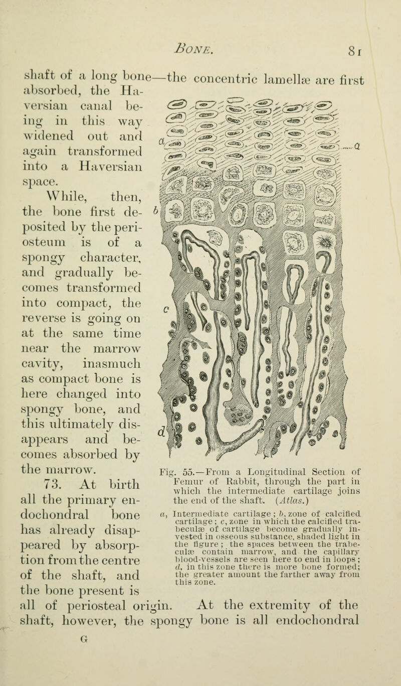 sliaft of a long bone—tlie concentric lamella? are first absorbed, the Ha- be- way and versian canal ing in this widened out again transformed into a Haversian space. While, then, the bone first de- posited by the peri- osteum is of a spongy character, and gradually be- comes transformed into comi3act_, the reverse is oing on at the same time near the marrow cavity, inasmuch as compact bone is here changed into spongy bone, and this ultimately dis- a23pears and be- comes absorbed by the mari'ow. 73. At birth all the primary en- dochondral bone «. has already disap- peared by absorp- tion from the centre of the shaft, and the bone present is all of periosteal origin shaft Fig. 55.—From a Longitudinal Section Femur of Rabbit, through the part in which the intermediate cartiLige joins the end of the shaft. {Atlas.) a, Intermediate cartilage; 6, zone of calcified cartilage ; c, zone in which the calcified tra- heculEB of cartilage become gradiiRlly in- vested in osseous substance, shaded light in the figure; the spaces between the tral>e- cula3 contain marrow, and the cai>illar.v blood-vessels are seen here to end in loops ; d, in this zone there is more bone formed; the greater amount the farther away from this zone. At the extremity of the however, tlie spongy bone is all endochondral G