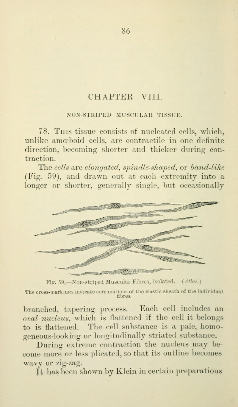 CHAPTER V]II. XOX-STRIPED MUSCULAR TISSUE. 78. This tissue consists of nucleated cells, which, unlike amoeboid cells, are contractile in one definite direction, becoming' shorter and thicker diirinc; con- traction. The cells are elongated^ spindle-shaped, or band-like (Fig. 59), and drawn out at eacli extremity into a lonuer or shorter, sfenerallv single, but occasionally Fig. 59.—Xon-striped Muscular Fibres, isolated. (Atlas.) The cross-markings indicate corrugations of the elastic sheath of the individual fibres. branched, tapering process. Each cell includes an oval nucUAis, which is flattened if the cell it belongs to is flattened. The cell substance is a pale, homo- geneous-looking or longitudinally striated substance. During extreme contraction the nucleus may be- come more or less plicated, so that its outline becomes wavv or zicj-zag. It lias been shown by Klein in certain preparations