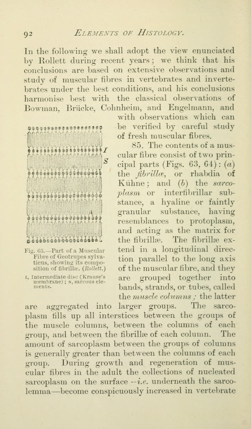 jMJS8S»i»i*9f^^§i^f/ ;i^6siJ^aS 1; . »S24?ji;t5J t  vC^S In the following we shall adopt the view enunciated by Rollett during recent years ; we think that his conclusions are based on extensive observations and study of muscular fibres in vertebrates and inverte- brates under the best conditions, and his conclusions harmonise best with the classical observations of Bowman, Briicke, Cohnheira, and Engelmann, and with observations which can g ---.,„.,,,,.,,.,,, 3 be verified by careful study f of fresh muscular fibres. S5. The contents of a mus- cular fibre consist of two prin- cipal parts (Figs. 63, G4): {a) the fihrillce, or rhabdia of Kiihne; and (h) the sarco- plas'/ii or intertibrillar sub- stance, a hyaline or faintly granular substance, having resemblances to protoplasm, and acting as the matrix for the tibrilhe. The fibrillar ex- tend in a longitudinal direc- tion parallel to the long axis of the muscular fibre, and they are grouped together into bands, strands, or tubes, called the muscle columns; the latter larger groups. The sarco- plasm fills up all interstices between the groups of the muscle columns, between the columns of each group, and between the fibrillfe of each column. The amount of sarcoplasm between the groups of columns is generally greater than between the columns of each group. During growth and regeneration of mus- cular fibres in the adult the collections of nucleated sarcoplasm on the surface —i.e. underneath the sarco- lemma—become conspicuously increased in vertebrate Fig. 63.—Part of a Muscular Fibre of Geotruxjes sylva- ticus, showing its compo- sition of fibrillit. {Rollett.) I, Intermediate disc (Krause's membrane); s, sarcous ele- ments. are aorgresfated into