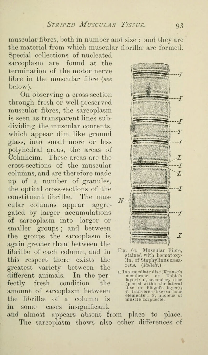 muscular tibres, both in number and size ; and they are the material from which muscular fil^rilhe are formed. Special collections of nucleated sarcoplasm are found at the termination of the motor nerve tiljre in the muscular fibre [see below). On observing a cross section through fresh or well-preserved muscular fibres, the sarcoplasm is seen as transparent lines sub- dividing the muscular contents, which appear dim like ground glass, into small more or less polyhedral areas, the areas of Cohnheim. These areas are the cross-sections of the muscular columns, and are therefore made up of a number of granules, the optical cross-sections of the constituent fibrillae. The mus- cular columns appear aggre- gated by larger accumulations of sarcoplasm into larger or smaller groups; and between the groups the sarcoplasm is again greater than between the fibrillae of each column, and in this respect there exists the greatest variety between the different animals. In the per- fectly fresh condition tlie amount of sarcoplasm between the fibrilhe of a column is in some cases insignificant, and almost appears absent from place to place. Tlie sarco[)lasm shows also other differences of A'— \ jL Fig. 64.—Mu>;cul;ir Fibre, stained with hitmatoxy- lin, of Staphylinuscaesa- reus. {liollett.) I, Interniefliate disc (Krause's membrane or Dobie's layer); L, secondarj' disc (placed witliiii tlie lateral disc ur Floi-'el's layer); T, tranverss disc (sarcoiis eleiiieats); x, nucleus of muscle corpuscle.