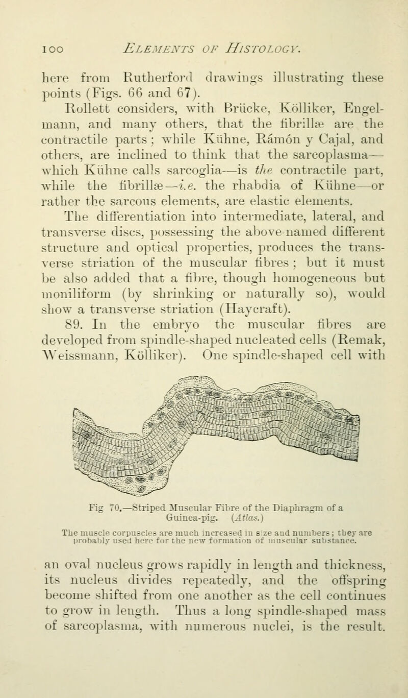 here from Rutherford drawinus illustrating these points (Figs. 66 and 67). Rollett considers, with Briicke, Kolliker, Engel- mann, and many others, that the fibrillar are the contractile parts : while Klihne, Ramon y Cajal, and others, are inclined to think that the sarcoplasma— which Kiihne calls sarcoglia—is the contractile part, while the fibrillse—i.e. the rhabdia of Kiihne—or rather the sarcous elements, are elastic elements. The differentiation into intermediate, lateral, and transverse discs, possessing the above-named different structure and optical properties, produces the trans- verse striation of the muscular fibres ; but it must be also added that a fibre, though homogeneous but moniliform (by shrinking or naturally so), would show a transverse striation (Haycraft). 89. In the embryo the muscular tibres are developed from spindle-shaped nucleated cells (Remak, Weissmann. Kulliker). One spindle-shaped cell with ^--^.s^* Fig 70.—Striped Muscular Fibre of the Diaphragm of a Guinea-pig. {Atlas.) The muscle corpuscles are much increased iu size aud numbers; tbey are probably used here for the new formation of muscular substance. an oval nucleus grows rapidly in length and thickness, its nucleus divides repeatedly, and the offspring become shifted from one another as the cell continues to grow in lengtli. Tlius a ]<»ng spindle-shaped mass of sarcoplasma, with iiunierous nuclei, is the result.