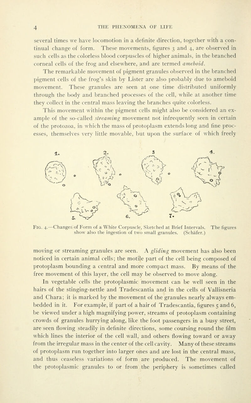 several times we have locomotion in a definite direction, together with a con- tinual change of form. These movements, figures 3 and 4, are observed in such cells as the colorless blood corpuscles of higher animals, in the branched corneal cells of the frog and elsewhere, and are termed ameboid. The remarkable movement of pigment granules observed in the branched pigment cells of the frog's skin by Lister are also probably due to ameboid movement. These granules are seen at one time distributed uniformly through the body and branched processes of the cell, while at another time they collect in the central mass leaving the branches quite colorless. This movement within the pigment cells might also be considered an ex- ample of the so-called streaming movement not infrecjuently seen in certain of the protozoa, in which the mass of protoplasm extends long and fine proc- esses, themselves verv little movable, but upon the surface of which freely Fig. 4.—Changes of Form of a White Corpuscle, Sketched at Brief Intervals. The figures show also the ingestion of two small granules. (Schafer.) moving or streaming granules are seen. A gliding movement has also been noticed in certain animal cells; the motile part of the cell being composed of protoplasm bounding a central and more compact mass. By means of the free movement of this layer, the cell may be observed to move along. In vegetable cells the protoplasmic movement can be well seen in the hairs of the stinging-nettle and Tradescantia and in the cells of Vallisneria and Chara; it is marked by the movement of the granules nearly always em- bedded in it. For example, if part of a hair of Tradescantia, figures 5 and 6, be viewed under a high magnifying power, streams of protoplasm containing crowds of granules hurrying along, like the foot passengers in a busy street, are seen flowing steadily in definite directions, some coursing round the film which lines the interior of the cell wall, and others flowing toward or away from the irregular mass in the center of the cell cavity. Many of these streams of protoplasm run together into larger ones and are lost in the central mass, and thus ceaseless variations of form are produced. The movement of the protoplasmic granules to or from the periphery is sometimes called