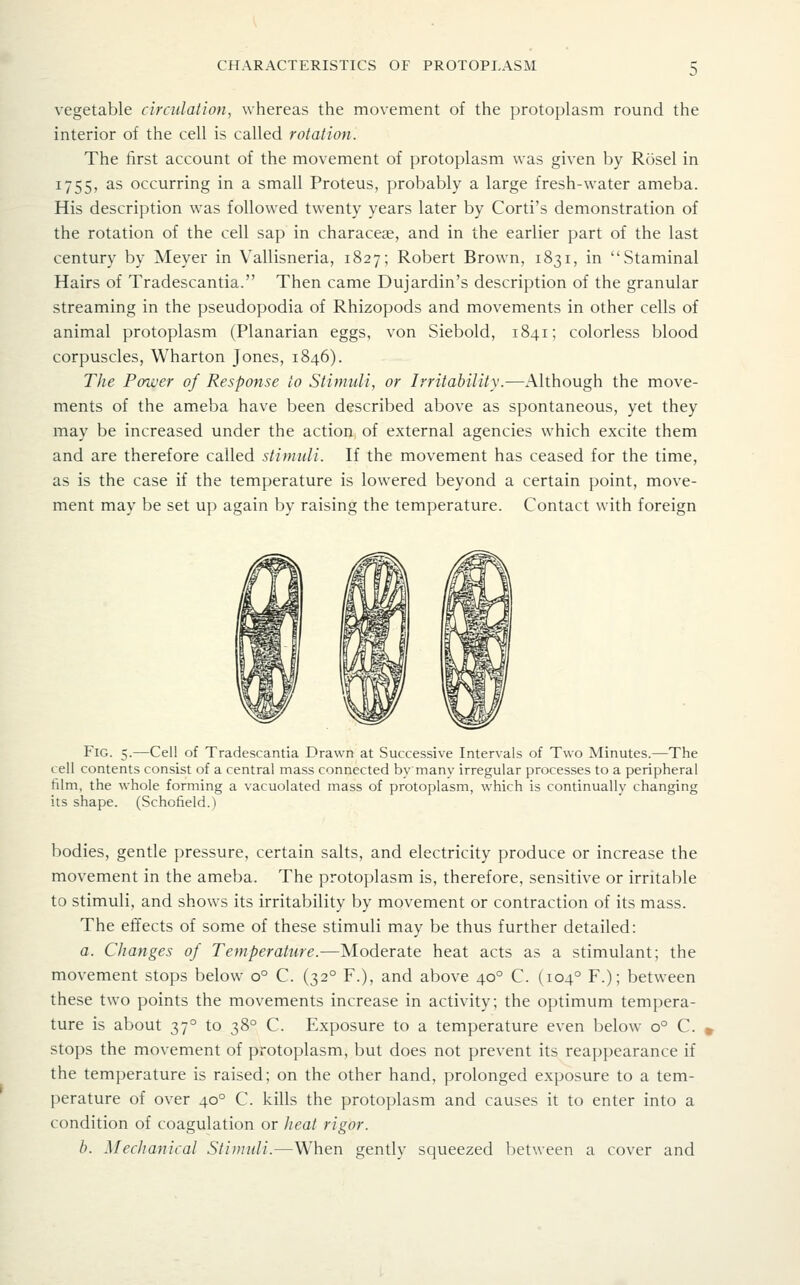 vegetable circulation, whereas the movement of the protoplasm round the interior of the cell is called rotation. The first account of the movement of protoplasm was given by Rosel in 1755, as occurring in a small Proteus, probably a large fresh-water ameba. His description was followed twenty years later by Corti's demonstration of the rotation of the cell sap in characeas, and in the earlier part of the last century by Meyer in Vallisneria, 1827; Robert Brown, 1831, in Staminal Hairs of Tradescantia. Then came Dujardin's description of the granular streaming in the pseudopodia of Rhizopods and movements in other cells of animal protoplasm (Planarian eggs, von Siebold, 1841; colorless blood corpuscles, Wharton Jones, 1846). The Power of Response to Stimuli, or Irritability.—Although the move- ments of the ameba have been described above as spontaneous, yet they may be increased under the action of external agencies which excite them and are therefore called stimuli. If the movement has ceased for the time, as is the case if the temperature is lowered beyond a certain point, move- ment may be set up again by raising the temperature. Contact with foreign Fig. 5.—Cell of Tradescantia Drawn at Successive Intervals of Two Minutes.—The cell contents consist of a central mass connected by many irregular processes to a peripheral film, the whole forming a vacuolated mass of protoplasm, which is continually changing its shape. (Schofield.) bodies, gentle pressure, certain salts, and electricity produce or increase the movement in the ameba. The protoplasm is, therefore, sensitive or irritable to stimuli, and shows its irritability by movement or contraction of its mass. The effects of some of these stimuli may be thus further detailed: a. Changes of Temperature.—Moderate heat acts as a stimulant; the movement stops below 0° C. (32° F.), and above 40° C. (104° F.); between these two points the movements increase in activity; the optimum tempera- ture is about 37° to 38° C. Exposure to a temperature even below 0° C. stops the movement of protoplasm, but does not prevent its reappearance if the temperature is raised; on the other hand, prolonged exposure to a tem- perature of over 40° C. kills the protoplasm and causes it to enter into a condition of coagulation or heat rigor. h. Mechanical Stimuli.—When gently squeezed between a cover and