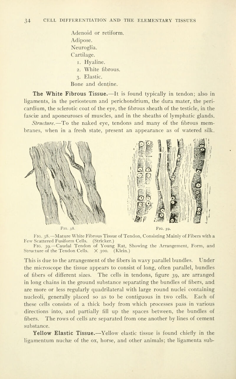 Adenoid or retiform. Adipose. Neuroglia. Cartilage. 1. Hyaline. 2. White fibrous. 3. Elastic. Bone and dentine. The White Fibrous Tissue.—It is found typically in tendon; also in ligaments, in the periosteum and perichondrium, the dura mater, the peri- cardium, the sclerotic coat of the eye, the fibrous sheath of the testicle, in the fasciae and aponeuroses of muscles, and in the sheaths of lymphatic glands. Structure.—To the naked eye, tendons and many of the fibrous mem- branes, when in a fresh state, present an appearance as of watered silk. Fig. 38- Fig. 38.—Mature White Fibrous Tissue of Tendon, Consisting Mainly of Fibers with a Few Scattered Fusiform Cells. (Strieker.) Fig. 39.—Caudal Tendon of Young Rat, Showing the Arrangement, Form, and Structure of the Tendon Cells. X 300. (Klein.) This is due to the arrangement of the fibers in wavy parallel bundles. Under the microscope the tissue appears to consist of long, often parallel, bundles of fibers of different sizes. The cells in tendons, figure 39, are arranged in long chains in the ground substance separating the bundles of fibers, and are more or less regularly quadrilateral with large round nuclei containing nucleoli, generally placed so as to be contiguous in two cells. Each of these cells consists of a thick body from which processes pass in various directions into, and partially fill up the spaces between, the bundles of fibers. The rows of cells are separated from one another by lines of cement substance. Yellow Elastic Tissue.—Yellow elastic tissue is found chiefly in the ligamentum nuchae of the ox, horse, and other animals; the ligamenta sub-