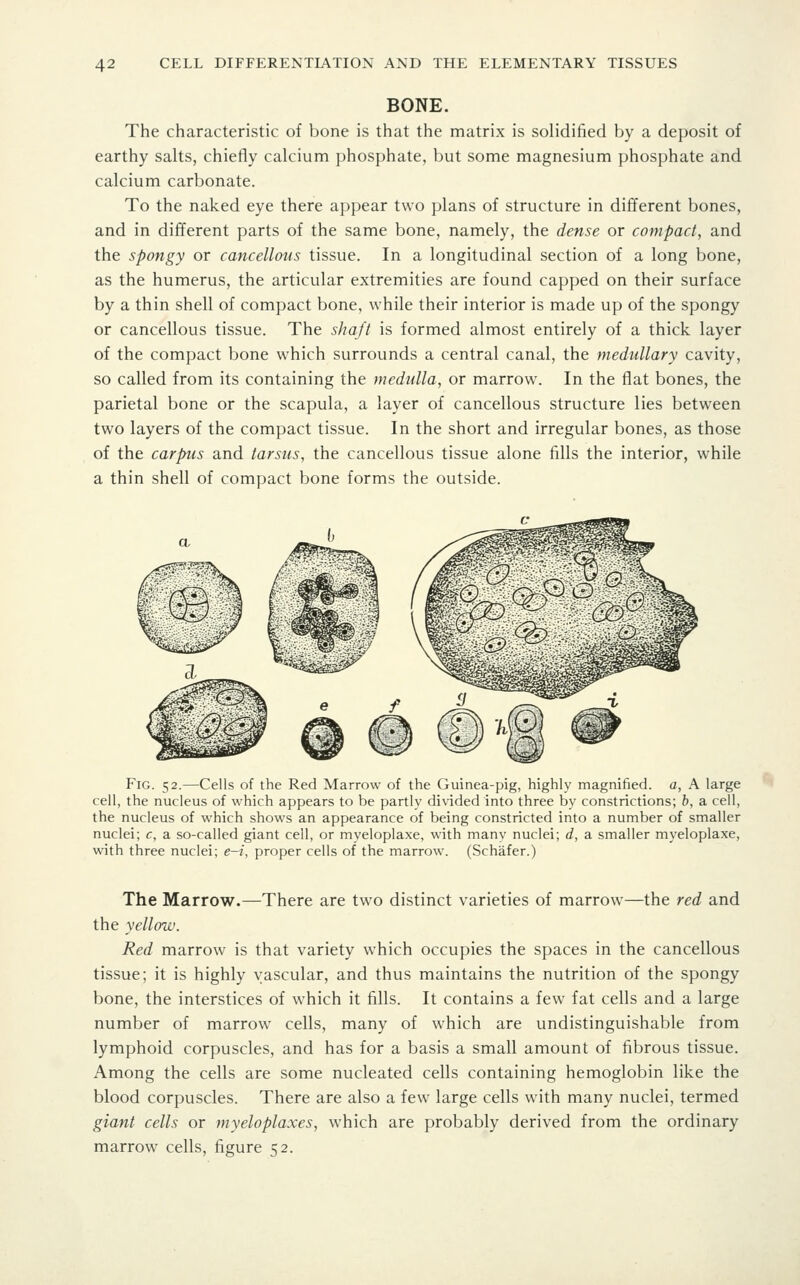 BONE. The characteristic of bone is that the matrix is solidified by a deposit of earthy salts, chiefly calcium phosphate, but some magnesium phosphate and calcium carbonate. To the naked eye there appear two plans of structure in different bones, and in different parts of the same bone, namely, the dense or compact, and the spongy or cancellous tissue. In a longitudinal section of a long bone, as the humerus, the articular extremities are found capped on their surface by a thin shell of compact bone, while their interior is made up of the spongy or cancellous tissue. The shaft is formed almost entirely of a thick layer of the compact bone which surrounds a central canal, the medullary cavity, so called from its containing the medulla, or marrow. In the flat bones, the parietal bone or the scapula, a layer of cancellous structure lies between two layers of the compact tissue. In the short and irregular bones, as those of the carpus and tarsus, the cancellous tissue alone fills the interior, while a thin shell of compact bone forms the outside. Fig. 52.—Cells of the Red Marrow of the Guinea-pig, highly magnified, a, A large cell, the nucleus of which appears to be partly divided into three by constrictions; h, a cell, the nucleus of which shows an appearance of being constricted into a number of smaller nuclei; c, a so-called giant cell, or myeloplaxe, with many nuclei; d, a smaller myeloplaxe, with three nuclei; e-f, proper cells of the marrow. (Schafer.) The Marrow.—There are two distinct varieties of marrow—the red and the yellow. Red marrow is that variety which occupies the spaces in the cancellous tissue; it is highly vascular, and thus maintains the nutrition of the spongy bone, the interstices of which it fills. It contains a few fat cells and a large number of marrow cells, many of which are undistinguishable from lymphoid corpuscles, and has for a basis a small amount of fibrous tissue. Among the cells are some nucleated cells containing hemoglobin like the blood corpuscles. There are also a few large cells with many nuclei, termed giant cells or myeloplaxes, which are probably derived from the ordinary marrow cells, figure 52.