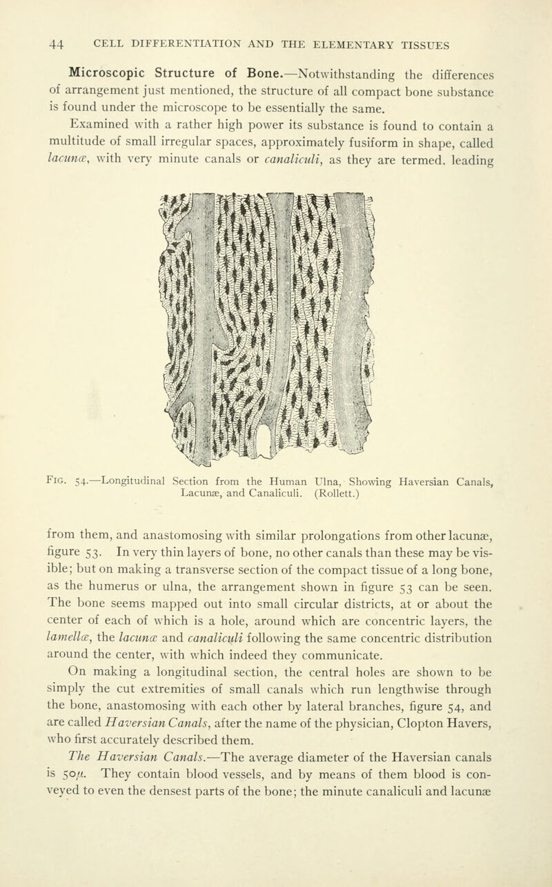 Microscopic Structure of Bone.—Notwithstanding the differences of arrangement just mentioned, the structure of all compact bone substance is found under the microscope to be essentially the same. Examined with a rather high power its substance is found to contain a multitude of small irregular spaces, approximately fusiform in shape, called lacuncE, with very minute canals or canaliculi, as they are termed, leading \- J Fig. 54.—Longitudinal Section from the Human Ulna, Showing Haversian Canals, Lacunae, and Canaliculi. (Rollett.) from them, and anastomosing with similar prolongations from other lacunae, figure 53. In very thin layers of bone, no other canals than these may be vis- ible; but on making a transverse section of the compact tissue of a long bone, as the humerus or ulna, the arrangement shown in figure 53 can be seen. The bone seems mapped out into small circular districts, at or about the center of each of which is a hole, around which are concentric layers, the lamella;, the lacimcc and canaliculi following the same concentric distribution around the center, with w^hich indeed they communicate. On making a longitudinal section, the central holes are shown to be simply the cut extremities of small canals which run lengthwise through the bone, anastomosing with each other by lateral branches, figure 54, and are called Haversian Canals, after the name of the physician, Clopton Havers, who first accurately described them. The Haversian Canals.—The average diameter of the Haversian canals is 50//. They contain blood vessels, and by means of them blood is con- veyed to even the densest parts of the bone; the minute canaliculi and lacunae