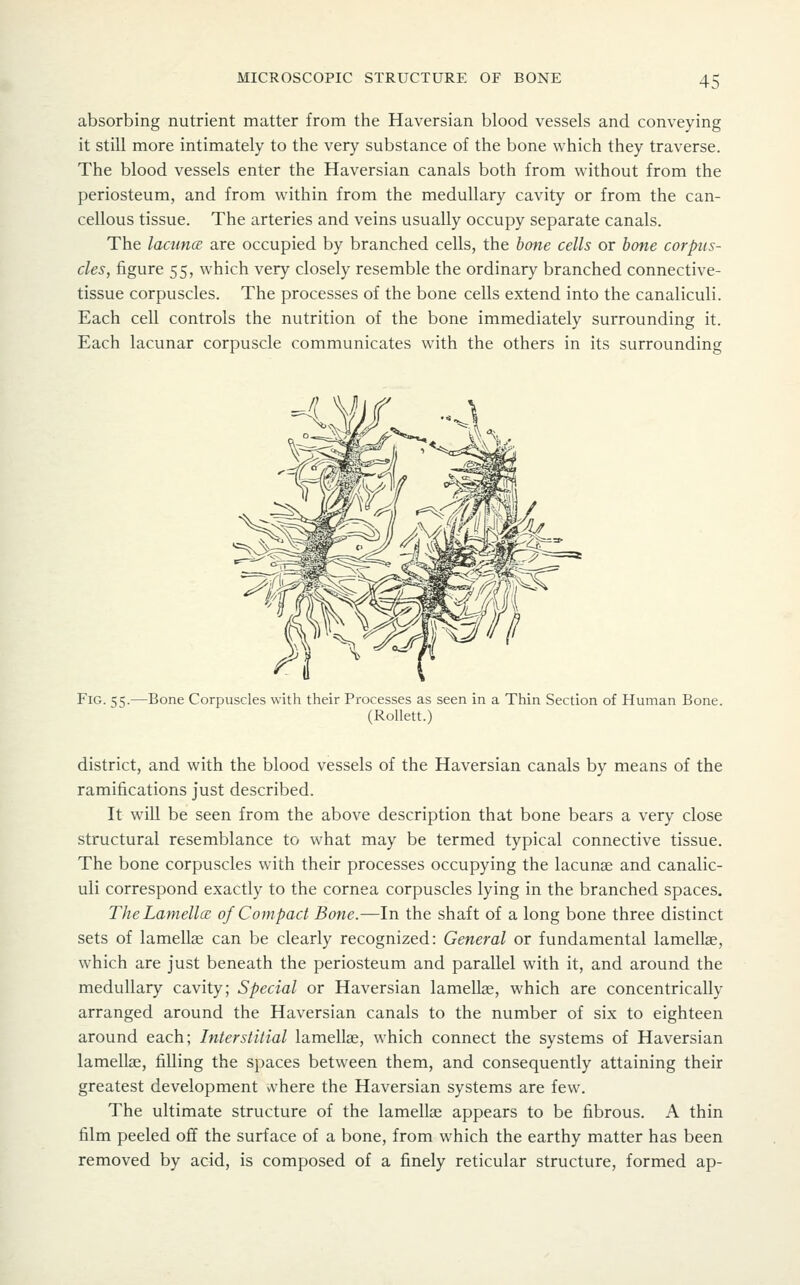 absorbing nutrient matter from the Haversian blood vessels and conveying it still more intimately to the very substance of the bone which they traverse. The blood vessels enter the Haversian canals both from without from the periosteum, and from within from the medullary cavity or from the can- cellous tissue. The arteries and veins usually occupy separate canals. The lacunce are occupied by branched cells, the hone cells or hone corpus- cles, figure 55, which very closely resemble the ordinary branched connective- tissue corpuscles. The processes of the bone cells extend into the canaliculi. Each cell controls the nutrition of the bone immediately surrounding it. Each lacunar corpuscle communicates with the others in its surrounding Fig. 55.—Bone Corpuscles with their Processes as seen in a Thin Section of Human Bone. (Rollett.) district, and with the blood vessels of the Haversian canals by means of the ramifications just described. It will be seen from the above description that bone bears a very close structural resemblance to what may be termed typical connective tissue. The bone corpuscles with their processes occupying the lacunae and canalic- uli correspond exactly to the cornea corpuscles lying in the branched spaces. The LamellcE of Compact Bone.—In the shaft of a long bone three distinct sets of lamellae can be clearly recognized: General or fundamental lamellae, which are just beneath the periosteum and parallel with it, and around the medullary cavity; Special or Haversian lamellae, which are concentrically arranged around the Haversian canals to the number of six to eighteen around each; Interstitial lamellae, which connect the systems of Haversian lamellae, filling the spaces between them, and consequently attaining their greatest development vvhere the Haversian systems are few. The ultimate structure of the lamellae appears to be fibrous. A thin film peeled off the surface of a bone, from which the earthy matter has been removed by acid, is composed of a finely reticular structure, formed ap-