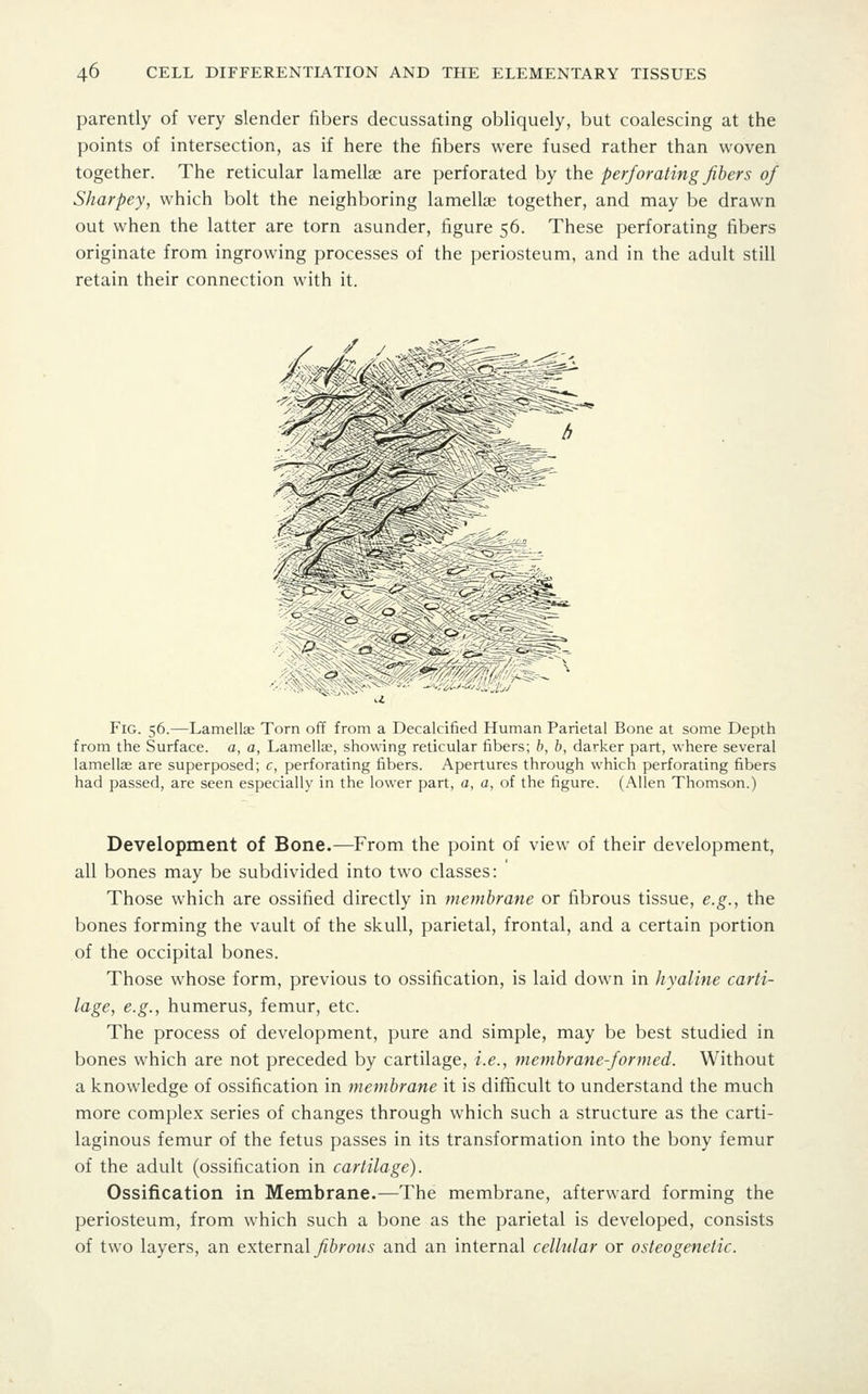 parently of very slender fibers decussating obliquely, but coalescing at the points of intersection, as if here the fibers were fused rather than woven together. The reticular lamellae are perforated by the perforating fibers of Sharpey, which bolt the neighboring lamellae together, and may be drawn out when the latter are torn asunder, figure 56. These perforating fibers originate from ingrowing processes of the periosteum, and in the adult still retain their connection with it. Fig. 56.—Lamellae Torn off from a Decalcified Human Parietal Bone at some Depth from the Surface, a, a, Lamella;, showing reticular fibers; b, b, darker part, where several lamellae are superposed; c, perforating fibers. Apertures through which perforating fibers had passed, are seen especially in the lower part, a, a, of the figure. (Allen Thomson.) Development of Bone.—From the point of view of their development, all bones may be subdivided into two classes: Those which are ossified directly in membrane or fibrous tissue, e.g., the bones forming the vault of the skull, parietal, frontal, and a certain portion of the occipital bones. Those whose form, previous to ossification, is laid down in hyaline carti- lage, e.g., humerus, femur, etc. The process of development, pure and simple, may be best studied in bones which are not preceded by cartilage, i.e., membrane-formed. Without a knowledge of ossification in membrane it is difficult to understand the much more complex series of changes through which such a structure as the carti- laginous femur of the fetus passes in its transformation into the bony femur of the adult (ossification in cartilage). Ossification in Membrane.—The membrane, afterward forming the periosteum, from which such a bone as the parietal is developed, consists of two layers, an externa} fibrous and an internal cellular or osteogenetic.