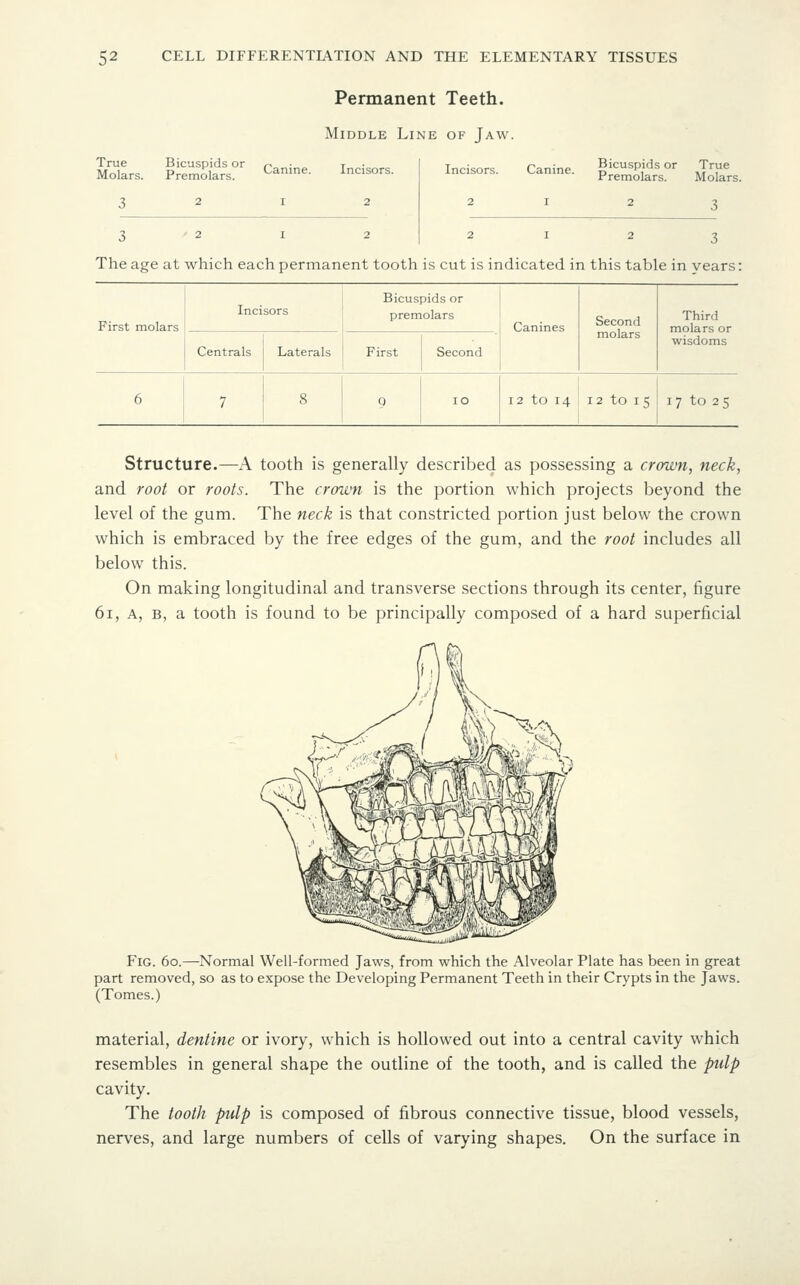 Permanent Teeth. Middle Line of Jaw. Bicuspids or ,^ • t • Molars. Premolars. C^'^' Incisors. True )la 3 Incisors. Canine. Bicuspids or True Premolars. Molars. The age at which each permanent tooth is cut is indicated in this table in years: First molars Incisors Bicuspids or premolars Canines Second molars Third Centrals Laterals First Second wisdoms 6 7 8 0 lO 12 to 14 12 to 15 17 to 25 Structure.—A tooth is generally described as possessing a crown, neck, and root or roots. The crown is the portion which projects beyond the level of the gum. The neck is that constricted portion just below the crown which is embraced by the free edges of the gum, and the root includes all below this. On making longitudinal and transverse sections through its center, figure 61, A, B, a tooth is found to be principally composed of a hard superficial Fig. 60.—Normal Well-formed Jaws, from which the Alveolar Plate has been in great part removed, so as to expose the Developing Permanent Teeth in their Crypts in the Jaws. (Tomes.) material, dentine or ivory, which is hollowed out into a central cavity which resembles in general shape the outline of the tooth, and is called the pulp cavity. The tooth pulp is composed of fibrous connective tissue, blood vessels, nerves, and large numbers of cells of varying shapes. On the surface in