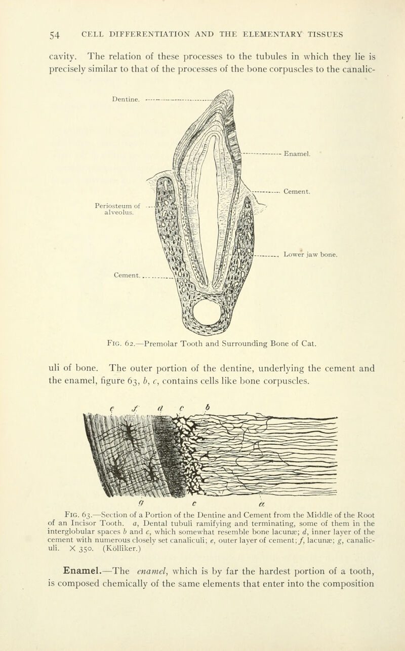 cavity. The relation of these processes to the tubules in which they lie is precisely similar to that of the processes of the bone corpuscles to the canalic- Dentine. Periosteum of alveolus. Cement. Enamel. Cement. Lower jaw bone. Fig. 62.—Premolar Tooth and Surrounding Bone of Cat. uli of bone. The outer portion of the dentine, underlying the cement and the enamel, figure 63, b, c, contains cells like bone corpuscles. r/ c a Fig. 63.—Section of a Portion of the Dentine and Cement from the Middle of the Root of an Incisor Tooth, a, Dental tubuli ramifying and terminating, some of them in the interglobular spaces b and c, which somewhat resemble bone lacunae; d, inner layer of the cement with numerous closely set canaliculi; e, outer layer of cement;/, lacunae; g, canalic- uli. X 350. (KoUiker.) Enamel.—The enamel, which is by far the hardest portion of a tooth, is composed chemically of the same elements that enter into the composition