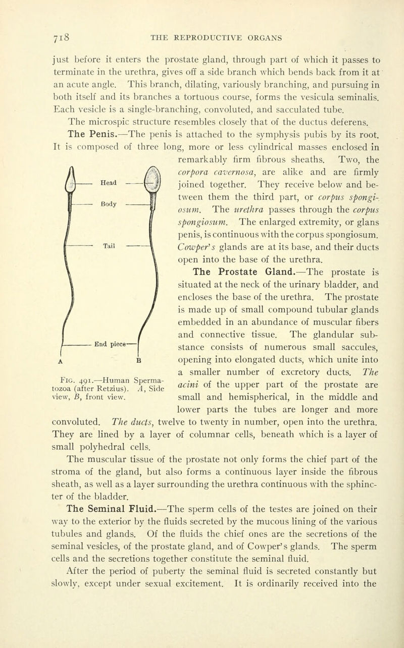 Head Body Tail just before it enters the prostate gland, through j:)art of which it passes to terminate in the urethra, gives off a side branch which bends back from it at an acute angle. This branch, dilating, variously branching, and pursuing in both itself and its branches a tortuous course, forms the vesicula seminalis. Each vesicle is a single-branching, convoluted, and sacculated tube. The microspic structure resembles closely that of the ductus deferens. The Penis.—The penis is attached to the symphysis pubis by its root. It is composed of three long, more or less cylindrical masses enclosed in remarkably firm fibrous sheaths. Two, the corpora cavernosa, are alike and are firmly joined together. They receive below and be- tween them the third part, or corpus spongi- osum. The urethra passes through the corpus spongiosum. The enlarged extremity, or glans penis, is continuous with the corpus spongiosum. Cowpef s glands are at its base, and their ducts open into the base of the urethra. The Prostate Gland.—The prostate is situated at the neck of the urinary bladder, and encloses the base of the urethra. The prostate is made up of small compound tubular glands embedded in an abundance of muscular fibers and connective tissue. The glandular sub- stance consists of numerous small saccules, opening into elongated ducts, which unite into a smaller number of excretory ducts. The acini of the upper part of the prostate are small and hemispherical, in the middle and lower parts the tubes are longer and more convoluted. The ducts, twelve to twenty in number, open into the urethra. They are lined by a layer of columnar cells, beneath which is a layer of small polyhedral cells. The muscular tissue of the prostate not only forms the chief part of the stroma of the gland, but also forms a continuous layer inside the fibrous sheath, as well as a layer surrounding the urethra continuous with the sphinc- ter of the bladder. The Seminal Fluid.—The sperm cells of the testes are joined on their way to the exterior by the fluids secreted by the mucous lining of the various tubules and glands. Of the fluids the chief ones are the secretions of the seminal vesicles, of the prostate gland, and of Cowper's glands. The sperm cells and the secretions together constitute the seminal fluid. After the period of puberty the seminal fluid is secreted constantly but slowly, except under sexual excitement. It is ordinarily received into the End piece- FiG. 491.—Human Sperma- tozoa (after Retzius). A, Side view, B, front view.