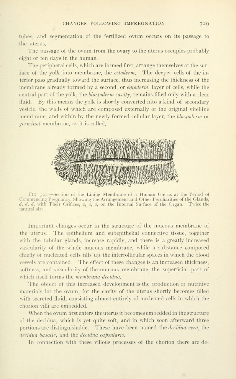 tubes, and segmentation of the fertilized ovum occurs on its passage to the uterus. The passage of the ovum from the ovarj^ to the uterus occupies probably eight or ten days in the human. The peripheral cells, which are formed first, arrange themselves at the sur- face of the yollc into membrane, the ectoderm. The deeper cells of the in- terior pass gradually toward the surface, thus increasing the thickness of the membrane already formed by a second, or entoderm, layer of cells, while the central part of the yolk, the blastoderm cavity, remains filled only with a clear fluid. By this means the yolk is shortly converted into a kind of secondary vesicle, the walls of which are composed externally of the original vitelline membrane, and within by the newly formed cellular layer, the blastoderm or germinal membrane, as it is called. Fig. 501.—Section of the Lining ^Membrane of a Human Uterus at the Period of Commencing Pregnancy, Showing the Arrangement and Other Peculiarities of the Glands, d, d, d, with Their Orifices, a, a, a, on the Internal Surface of the Organ. Twice the natural size. Important changes occur in the structure of the mucous membrane of the uterus. The epithelium and subepithelial connective tissue, together with the tubular glands, increase rapidly, and there is a greatly increased vascularity of the whole mucous m.embrane, while a substance composed chiefly of nucleated cells fills up the interfollicular spaces in which the l)lood vessels are contained. The effect of these changes is an increased thickness, softness, and vascularity of the mucous membrane, the superficial part of which itself forms the membrana decidua. The object of this increased development is the production of nutritive materials for the ovum; for the cavity of the uterus shortly becomes filled with secreted fluid, consisting almost entirely of nucleated cells in which the chorion villi are embedded. When the ovum first enters the uterus it becomes embedded in the structure of the decidua, which is yet quite soft, and in which soon afterward three portions are distinguishable. These have been named the decidua vera, the decidua basalis, and the decidua capsularis. In connection with these villous processes of the chorion there are de-