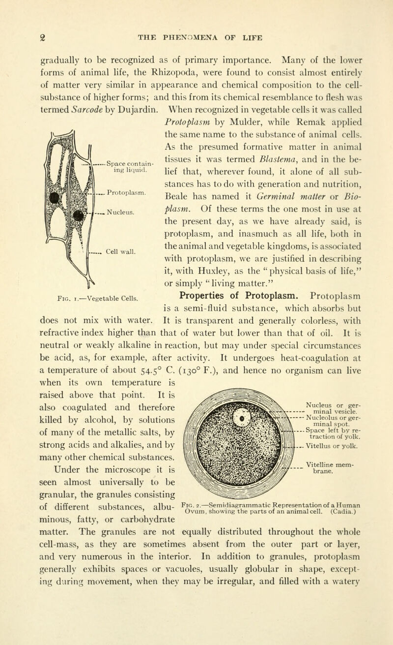 • Space contain- ing liquid. .... Protoplasm. Nucleus. gradually to be recognized as of primary importance. Many of the lower forms of animal life, the Rhizopoda, were found to consist almost entirely of matter very similar in appearance and chemical composition to the cell- substance of higher forms; and this from its chemical resemblance to flesh was termed Sarcode by Dujardin. When recognized in vegetable cells it was called Protoplasm by Mulder, while Remak applied the same name to the substance of animal cells. As the presumed formative matter in animal tissues it was termed Blastema, and in the be- lief that, wherever found, it alone of all sub- stances has to do with generation and nutrition, Beale has named it Germinal matter or Bio- plasm. Of these terms the one most in use at the present day, as we have already said, is protoplasm, and inasmuch as all life, both in the animal and vegetable kingdoms, is associated with protoplasm, we are justified in describing it, with Huxley, as the  physical basis of life, or simply living matter. Properties of Protoplasm. Protoplasm is a semi-fluid substance, which absorbs but It is transparent and generally colorless, with refractive index higher than that of water but lower than that of oil. It is neutral or weakly alkaline in reaction, but may under special circumstances be acid, as, for example, after activity. It undergoes heat-coagulation at a temperature of about 54.50 C. (1300 F.), and hence no organism can live when its own temperature is raised above that point. It is also coagulated and therefore killed by alcohol, by solutions of many of the metallic salts, by strong acids and alkalies, and by many other chemical substances. Under the microscope it is seen almost universally to be granular, the granules consisting of different substances, albu- minous, fatty, or carbohydrate matter. The granules are not equally distributed throughout the whole cell-mass, as they are sometimes absent from the outer part or layer, and very numerous in the interior. In addition to granules, protoplasm generally exhibits spaces or vacuoles, usually globular in shape, except- ing during movement, when they may be irregular, and filled with a watery Cell wall. Fig. 1.—Vegetable Cells. does not mix with water. Nucleus or ger- — minal vesicle. — Nucleolus or ger- minal spot. ... Space left by re- traction of yolk. ... Vitellus or yolk. Vitelline mem- brane. Fig. 2.—Semidiagrammatic Representation of a Human Ovum, showing the parts of an animal cell. (Cadia.)
