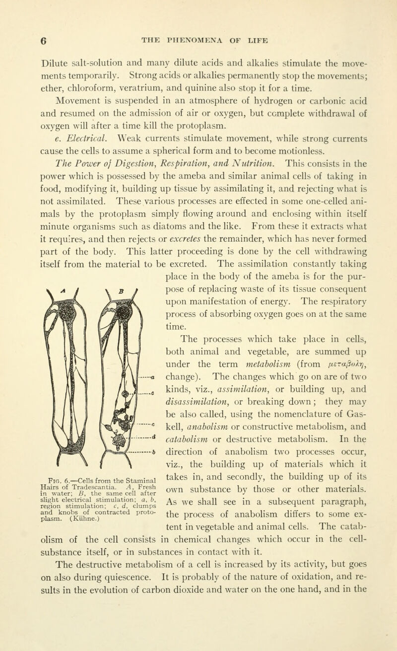 Dilute salt-solution and many dilute acids and alkalies stimulate the move- ments temporarily. Strong acids or alkalies permanently stop the movements; ether, chloroform, veratrium, and quinine also stop it for a time. Movement is suspended in an atmosphere of hydrogen or carbonic acid and resumed on the admission of air or oxygen, but complete withdrawal of oxygen will after a time kill the protoplasm. e. Electrical. Weak currents stimulate movement, while strong currents cause the cells to assume a spherical form and to become motionless. The Power oj Digestion, Respiration, and Nutrition. This consists in the power which is possessed by the ameba and similar animal cells of taking in food, modifying it, building up tissue by assimilating it, and rejecting what is not assimilated. These various processes are effected in some one-celled ani- mals by the protoplasm simply flowing around and enclosing within itself minute organisms such as diatoms and the like. From these it extracts what it requires, and then rejects or excretes the remainder, which has never formed part of the body. This latter proceeding is done by the cell withdrawing itself from the material to be excreted. The assimilation constantly taking place in the body of the ameba is for the pur- pose of replacing waste of its tissue consequent upon manifestation of energy. The respiratory process of absorbing oxygen goes on at the same time. The processes which take place in cells, both animal and vegetable, are summed up under the term metabolism (from pera/So^, change). The changes which go on are of two kinds, viz., assimilation, or building up, and disassimilation, or breaking down; they may be also called, using the nomenclature of Gas- kell, anabolism or constructive metabolism, and catabolism or destructive metabolism. In the direction of anabolism two processes occur, viz., the building up of materials which it takes in, and secondly, the building up of its own substance by those or other materials. As we shall see in a subsequent paragraph, the process of anabolism differs to some ex- tent in vegetable and animal cells. The catab- olism of the cell consists in chemical changes which occur in the cell- substance itself, or in substances in contact with it. The destructive metabolism of a cell is increased by its activity, but goes on also during quiescence. It is probably of the nature of oxidation, and re- sults in the evolution of carbon dioxide and water on the one hand, and in the Fig. 6.—Cells from the Staminal Hairs of Tradescantia. A, Fresh in water; B, the same cell after slight electrical stimulation; a, b, region stimulation; c, d, clumps and knobs of contracted proto- plasm. (Kiihne.)