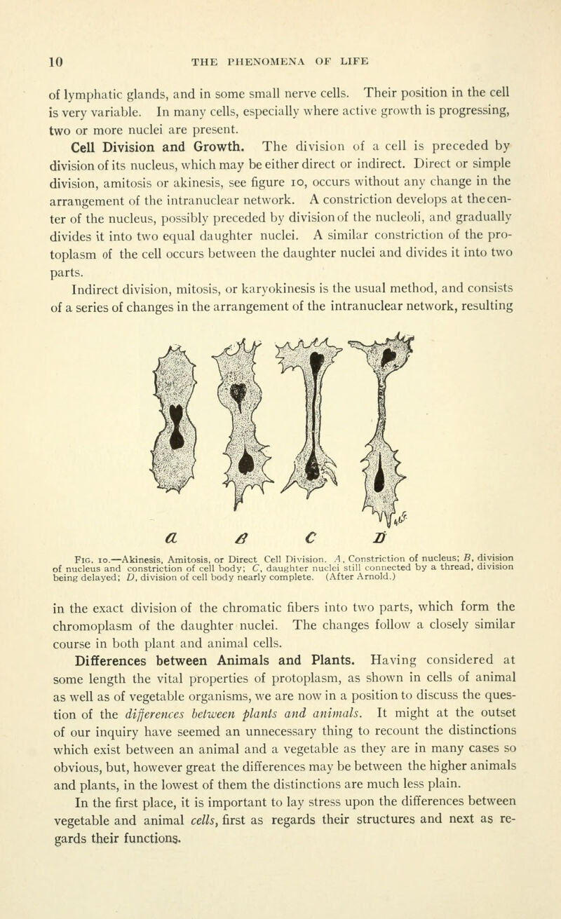 of lymphatic glands, and in some small nerve cells. Their position in the cell is very variable. In many cells, especially where active growth is progressing, two or more nuclei are present. Cell Division and Growth. The division of a cell is preceded by division of its nucleus, which may be either direct or indirect. Direct or simple division, amitosis or akinesis, see figure 10, occurs without any change in the arrangement of the intranuclear network. A constriction develops at the cen- ter of the nucleus, possibly preceded by division of the nucleoli, and gradually divides \t into two equal daughter nuclei. A similar constriction of the pro- toplasm of the cell occurs between the daughter nuclei and divides it into two parts. Indirect division, mitosis, or karyokinesis is the usual method, and consists of a series of changes in the arrangement of the intranuclear network, resulting Fig. io.—Akinesis, Amitosis, or Direct Cell Division. A, Constriction of nucleus; B, divjsion of nucleus and constriction of cell body; C, daughter nuclei still connected by a thread, division being delayed; D, division of cell body nearly complete. (After Arnold.) in the exact division of the chromatic fibers into two parts, which form the chromoplasm of the daughter nuclei. The changes follow a closely similar course in both plant and animal cells. Differences between Animals and Plants. Having considered at some length the vital properties of protoplasm, as shown in cells of animal as well as of vegetable organisms, we are now in a position to discuss the ques- tion of the differences between plants and animals. It might at the outset of our inquiry have seemed an unnecessary thing to recount the distinctions which exist between an animal and a vegetable as they are in many cases so obvious, but, however great the differences may be between the higher animals and plants, in the lowest of them the distinctions are much less plain. In the first place, it is important to lay stress upon the differences between vegetable and animal cells, first as regards their structures and next as re- gards their functions.