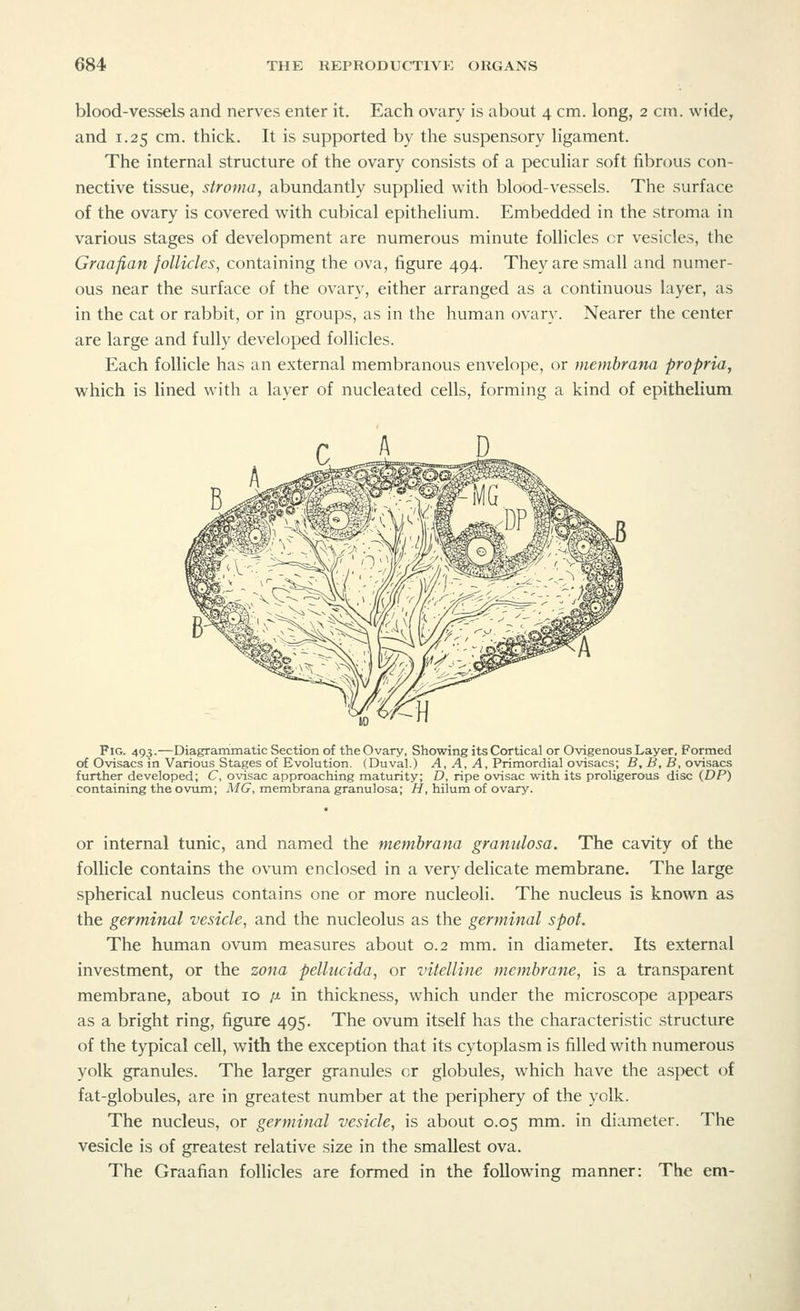 blood-vessels and nerves enter it. Each ovary is about 4 cm. long, 2 cm. wide, and 1.25 cm. thick. It is supported by the suspensory ligament. The internal structure of the ovary consists of a peculiar soft fibrous con- nective tissue, stroma, abundantly supplied with blood-vessels. The surface of the ovary is covered with cubical epithelium. Embedded in the stroma in various stages of development are numerous minute follicles or vesicles, the Graafian follicles, containing the ova, figure 494. They are small and numer- ous near the surface of the ovary, either arranged as a continuous layer, as in the cat or rabbit, or in groups, as in the human ovary. Nearer the center are large and fully developed follicles. Each follicle has an external membranous envelope, or membrana propria, which is lined with a layer of nucleated cells, forming a kind of epithelium Fig. 493.—Diagrammatic Section of the Ovary, Showing its Cortical or Ovigenous Layer, Formed of Ovisacs in Various Stages of Evolution. (Duval.) A, A, A, Primordial ovisacs; B, B, B, ovisacs further developed; C, ovisac approaching maturity; D, ripe ovisac with its proligerous disc (DP) containing the ovum; MG, membrana granulosa; H, hilum of ovary. or internal tunic, and named the membrana granulosa. The cavity of the follicle contains the ovum enclosed in a very delicate membrane. The large spherical nucleus contains one or more nucleoli. The nucleus is known as the germinal vesicle, and the nucleolus as the germinal spot. The human ovum measures about 0.2 mm. in diameter. Its external investment, or the zona pellucida, or vitelline membrane, is a transparent membrane, about 10 /* in thickness, which under the microscope appears as a bright ring, figure 495. The ovum itself has the characteristic structure of the typical cell, with the exception that its cytoplasm is filled with numerous yolk granules. The larger granules cr globules, which have the aspect of fat-globules, are in greatest number at the periphery of the yolk. The nucleus, or germinal vesicle, is about 0.05 mm. in diameter. The vesicle is of greatest relative size in the smallest ova. The Graafian follicles are formed in the following manner: The em-