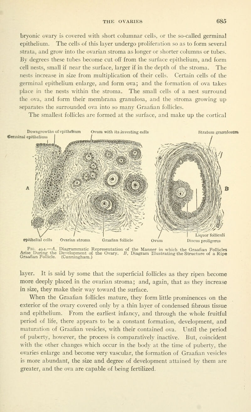 bryonic ovary is covered with short columnar cells, or the so-called germinal epithelium. The cells of this layer undergo proliferation so as to form several strata, and grow into the ovarian stroma as longer or shorter columns or tubes. By degrees these tubes become cut off from the surface epithelium, and form cell nests, small if near the surface, larger if in the depth of the stroma. The nests increase in size from multiplication of their cells. Certain cells of the germinal epithelium enlarge, and form ova; and the formation of ova takes place in the nests within the stroma. The small cells of a nest surround the ova, and form their membrana granulosa, and the stroma growing up separates the surrounded ova into so many Graafian follicles. The smallest follicles are formed at the surface, and make up the cortical Downgrowths of epithelium Germinal epithelium Ovum with its investing cells Stratum granulosus Liquor folliculi Discus proligerus Fig. 494.—A, Diagrammatic Representation of the Manner in which the Graafian Follicles Arise During the Development of the Ovary. B, Diagram Illustrating the Structure of a Ripe Graafian Follicle. (Cunningham.) layer. It is said by some that the superficial follicles as they ripen become more deeply placed in the ovarian stroma; and, again, that as they increase in size, they make their way toward the surface. When the Graafian follicles mature, they form little prominences on the exterior of the ovary covered only by a thin layer of condensed fibrous tissue and epithelium. From the earliest infancy, and through the whole fruitful period of life, there appears to be a constant formation, development, and maturation of Graafian vesicles, with their contained ova. Until the period of puberty, however, the process is comparatively inactive. But, coincident with the other changes which occur in the body at the time of puberty, the ovaries enlarge and become very vascular, the formation of Graafian vesicles is more abundant, the size and degree of development attained by them are greater, and the ova are capable of being fertilized.