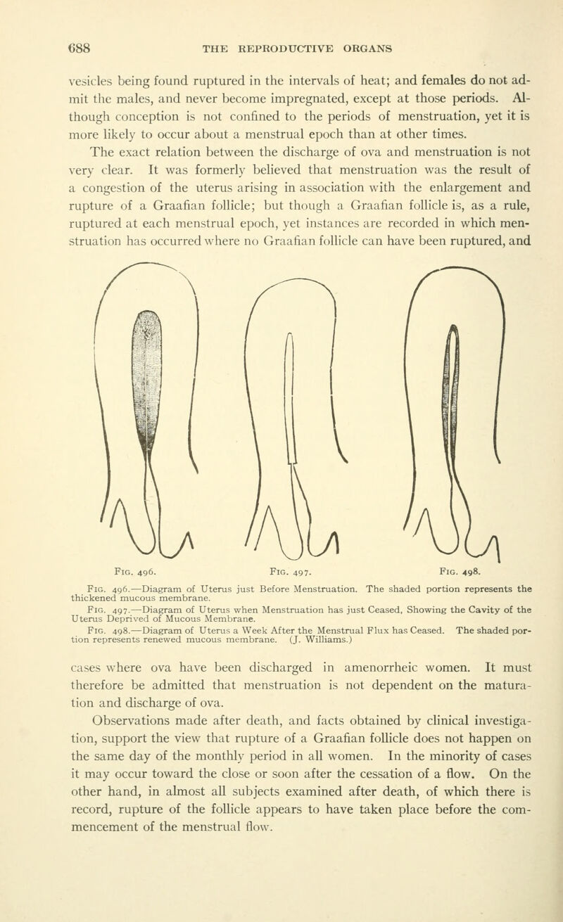 vesicles being found ruptured in the intervals of heat; and females do not ad- mit the males, and never become impregnated, except at those periods. Al- though conception is not confined to the periods of menstruation, yet it is more likely to occur about a menstrual epoch than at other times. The exact relation between the discharge of ova and menstruation is not very clear. It was formerly believed that menstruation was the result of a congestion of the uterus arising in association with the enlargement and rupture of a Graafian follicle; but though a Graafian follicle is, as a rule, ruptured at each menstrual epoch, yet instances are recorded in which men- struation has occurred where no Graafian follicle can have been ruptured, and Fig. 496. Fig. 497. Fig. 498. Fig. 496.—Diagram of Uterus just Before Menstruation. The shaded portion represents the thickened mucous membrane. Fig. 497.—Diagram of Uterus when Menstruation has just Ceased, Showing the Cavity of the Uterus Deprived of Mucous Membrane. Fig. 498.—Diagram of Uterus a Week After the Menstrual Flux has Ceased. The shaded por- tion represents renewed mucous membrane. (J. Williams.) cases where ova have been discharged in amenorrheic women. It must therefore be admitted that menstruation is not dependent on the matura- tion and discharge of ova. Observations made after death, and facts obtained by clinical investiga- tion, support the view that rupture of a Graafian follicle does not happen on the same day of the monthly period in all women. In the minority of cases it may occur toward the close or soon after the cessation of a flow. On the other hand, in almost all subjects examined after death, of which there is record, rupture of the follicle appears to have taken place before the com- mencement of the menstrual flow.