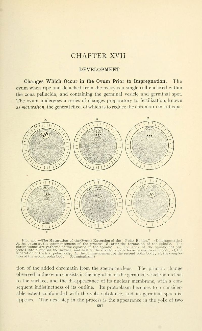 CHAPTER XVII DEVELOPMENT Changes Which Occur in the Ovum Prior to Impregnation. The ovum when ripe and detached from the ovary is a single cell enclosed within the zona pellucida, and containing the germinal vesicle and germinal spot. The ovum undergoes a series of changes preparatory to fertilization, known as maturation, the general effect of which is to reduce the chromatin in anticipa- Fig. 499.—The Maturation of theOvum; Extrusion of the Polar Bodies. (Diagrannu itic.) A, An ovum at the commencement of the process; B, after the formation of the spindle. The chromosomes are gathered at the equator of the spindle. C, One apex of the spindle has pro- jected into a bud on the surface, and half of the divided dyads have passed to each pole; D, the separation of the first polar body; E, the commencement of the second polar body; F, the comple- tion of the second polar body. (Cunningham.) tion of the added chromatin from the sperm nucleus. The primary change observed in the ovum consists in the migration of the germinal vesicle or nucleus to the surface, and the disappearance of its nuclear membrane, with a con- sequent indistinctness of its outline. Its protoplasm becomes to a consider- able extent confounded with the yolk substance, and its germinal spot dis- appears. The next step in the process is the appearance in the yolk of two