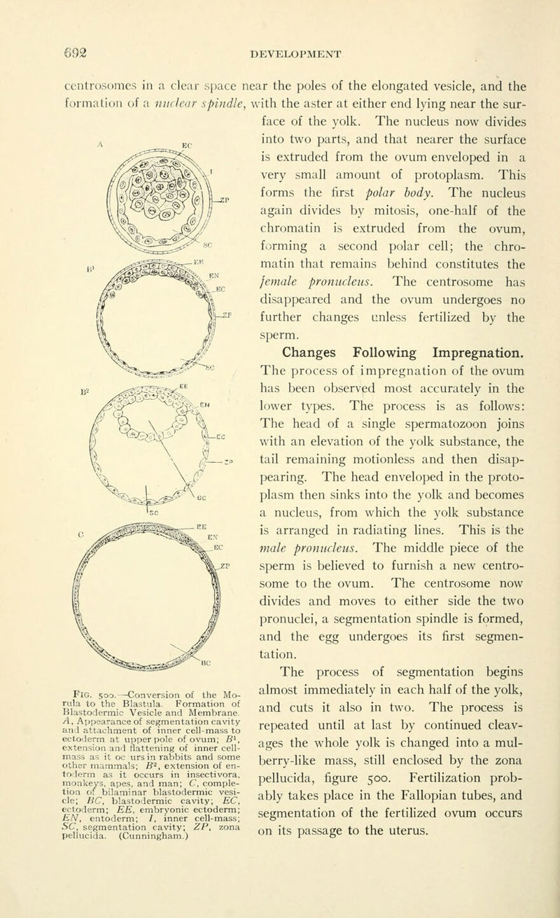centrosomes in a clear space near the poles of the elongated vesicle, and the formation of a nuclear spindle, with the aster at either end lying near the sur- face of the yolk. The nucleus now divides Ec into two parts, and that nearer the surface is extruded from the ovum enveloped in a very small amount of protoplasm. This forms the first polar body. The nucleus again divides by mitosis, one-half of the chromatin is extruded from the ovum, forming a second polar cell; the chro- matin that remains behind constitutes the female pronucleus. The centrosome has disappeared and the ovum undergoes no further changes unless fertilized by the sperm. Changes Following Impregnation. The process of impregnation of the ovum has been observed most accurately in the lower types. The process is as follows: The head of a single spermatozoon joins with an elevation of the yolk substance, the tail remaining motionless and then disap- pearing. The head enveloped in the proto- plasm then sinks into the yolk and becomes a nucleus, from which the yolk substance is arranged in radiating lines. This is the male pronucleus. The middle piece of the sperm is believed to furnish a new centro- some to the ovum. The centrosome now divides and moves to either side the two pronuclei, a segmentation spindle is formed, and the egg undergoes its first segmen- tation. The process of segmentation begins almost immediately in each half of the yolk, and cuts it also in two. The process is repeated until at last by continued cleav- ages the whole yolk is changed into a mul- berry-like mass, still enclosed by the zona pellucida, figure 500. Fertilization prob- ably takes place in the Fallopian tubes, and segmentation of the fertilized ovum occurs on its passage to the uterus. Fig. 500.—Conversion of the Mo- rula to the Blastula. Formation of Blastodermic Vesicle and Membrane. A, Appearance of segmentation cavity and attachment of inner cell-mass to ectoderm at upper pole of ovum; B1, extension and flattening of inner cell- mass as it oc urs in rabbits and some other mammals; B'2, extension of en- toderm as it occurs in insectivora, monkeys, apes, and man; C, comple- tion of trilaminar blastodermic vesi- cle; BC, blastodermic cavity; EC, ectoderm; EE, embryonic ectoderm; EN, entoderm; /, inner cell-mass; SC, segmentation cavity; ZP, zona pellucida. (Cunningham.)