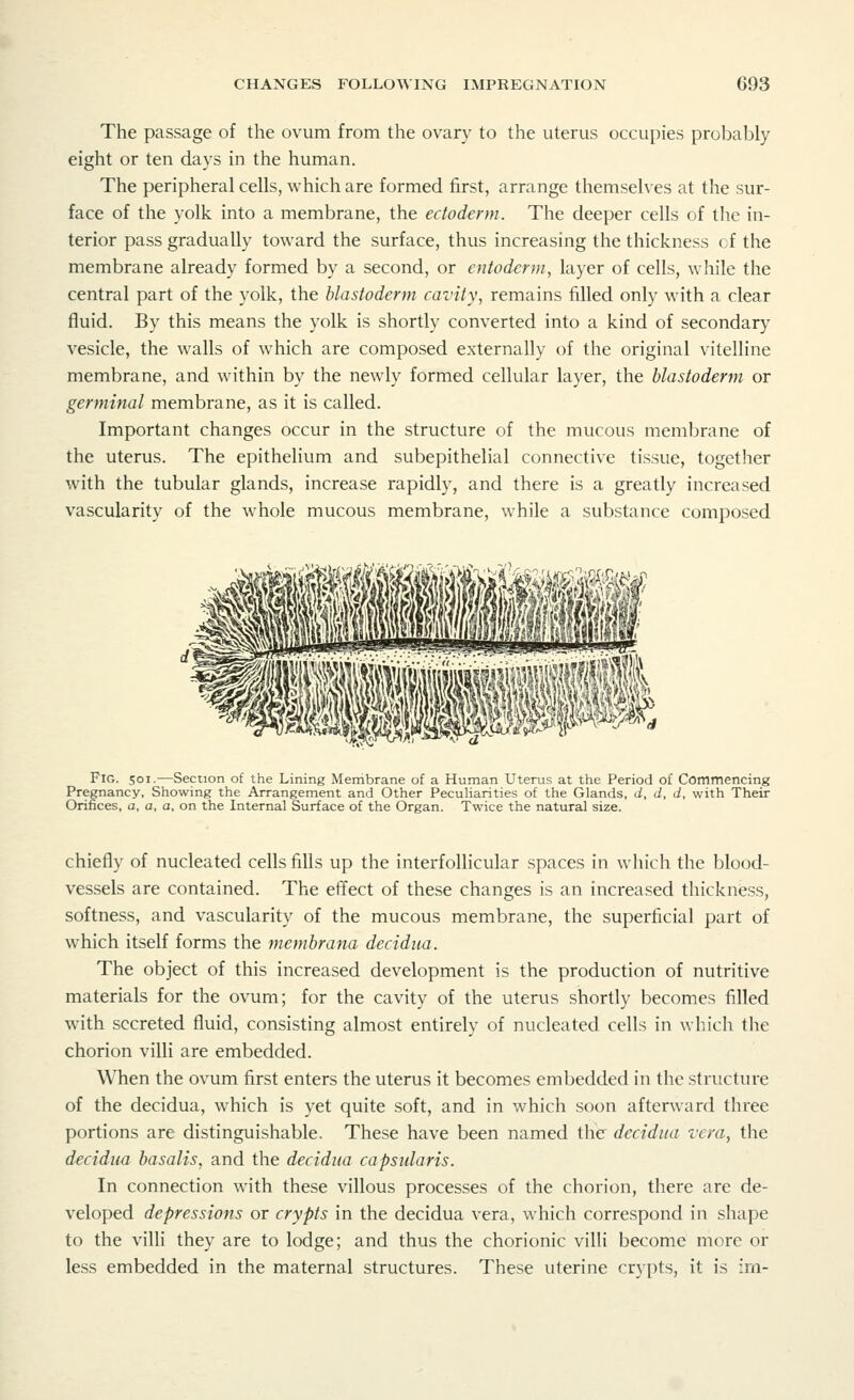 The passage of the ovum from the ovary to the uterus occupies probably eight or ten days in the human. The peripheral cells, which are formed first, arrange themselves at the sur- face of the yolk into a membrane, the ectoderm. The deeper cells of the in- terior pass gradually toward the surface, thus increasing the thickness of the membrane already formed by a second, or entoderm, layer of cells, while the central part of the yolk, the blastoderm cavity, remains filled only with a clear fluid. By this means the yolk is shortly converted into a kind of secondary vesicle, the walls of which are composed externally of the original vitelline membrane, and within by the newly formed cellular layer, the blastoderm or germinal membrane, as it is called. Important changes occur in the structure of the mucous membrane of the uterus. The epithelium and subepithelial connective tissue, together with the tubular glands, increase rapidly, and there is a greatly increased vascularity of the whole mucous membrane, while a substance composed Fig. 501.—Section of the Lining Membrane of a Human Uterus at the Period of Commencing Pregnancy, Showing the Arrangement and Other Peculiarities of the Glands, d, d, d, with Their Orifices, a, a, a, on the Internal Surface of the Organ. Twice the natural size. chiefly of nucleated cells fills up the interfollicular spaces in which the blood- vessels are contained. The effect of these changes is an increased thickness, softness, and vascularity of the mucous membrane, the superficial part of which itself forms the membrana decidua. The object of this increased development is the production of nutritive materials for the ovum; for the cavity of the uterus shortly becomes filled with secreted fluid, consisting almost entirely of nucleated cells in which the chorion villi are embedded. When the ovum first enters the uterus it becomes embedded in the structure of the decidua, which is yet quite soft, and in which soon afterward three portions are distinguishable. These have been named the decidua vera, the decidua basalis, and the decidua capsularis. In connection with these villous processes of the chorion, there are de- veloped depressions or crypts in the decidua vera, which correspond in shape to the villi they are to lodge; and thus the chorionic villi become more or less embedded in the maternal structures. These uterine crypts, it is im-